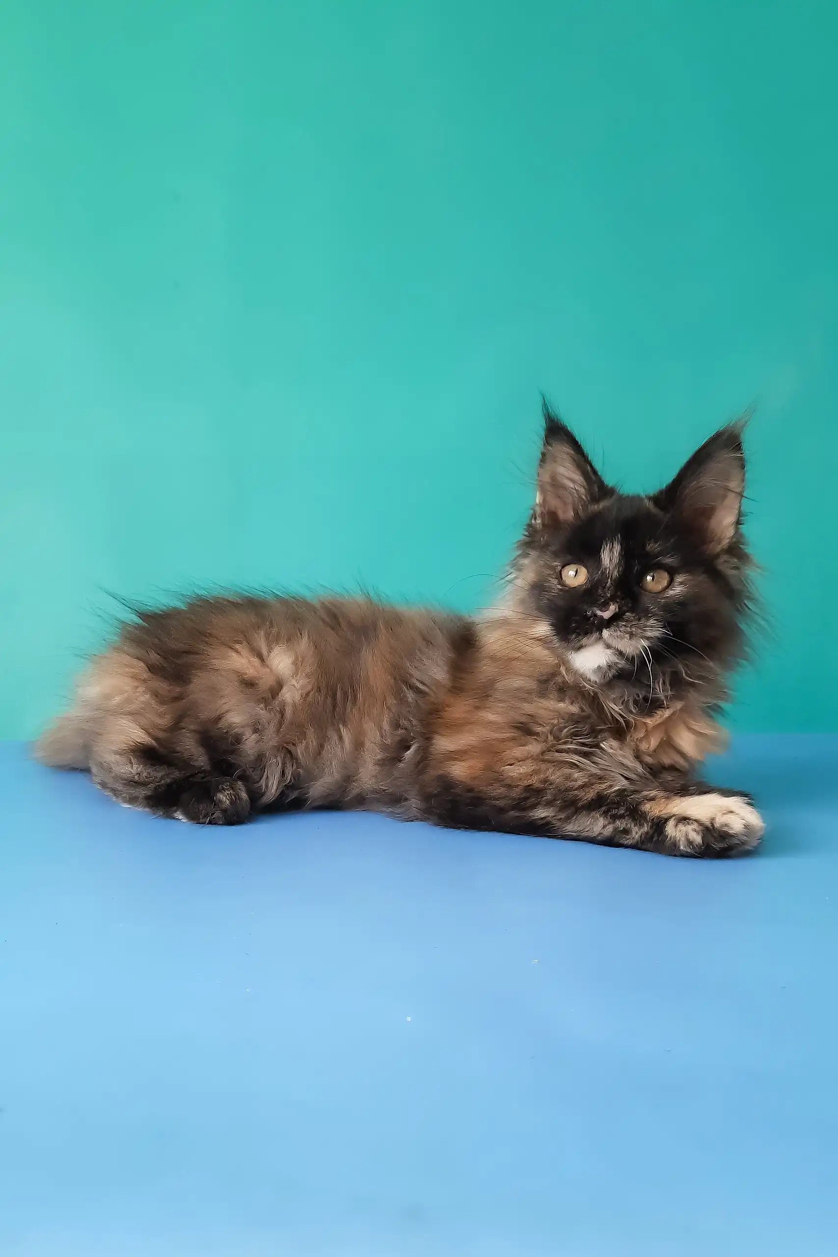 Sakura | Maine Coon Kitten - Image 2