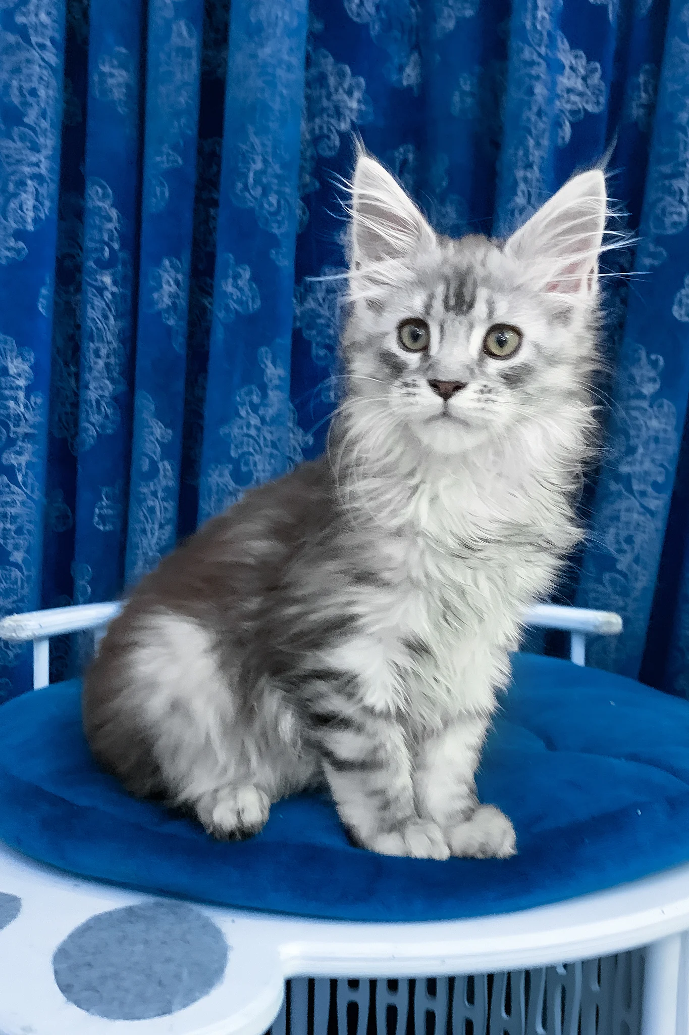 Sandra | Maine Coon Kitten - Image 6