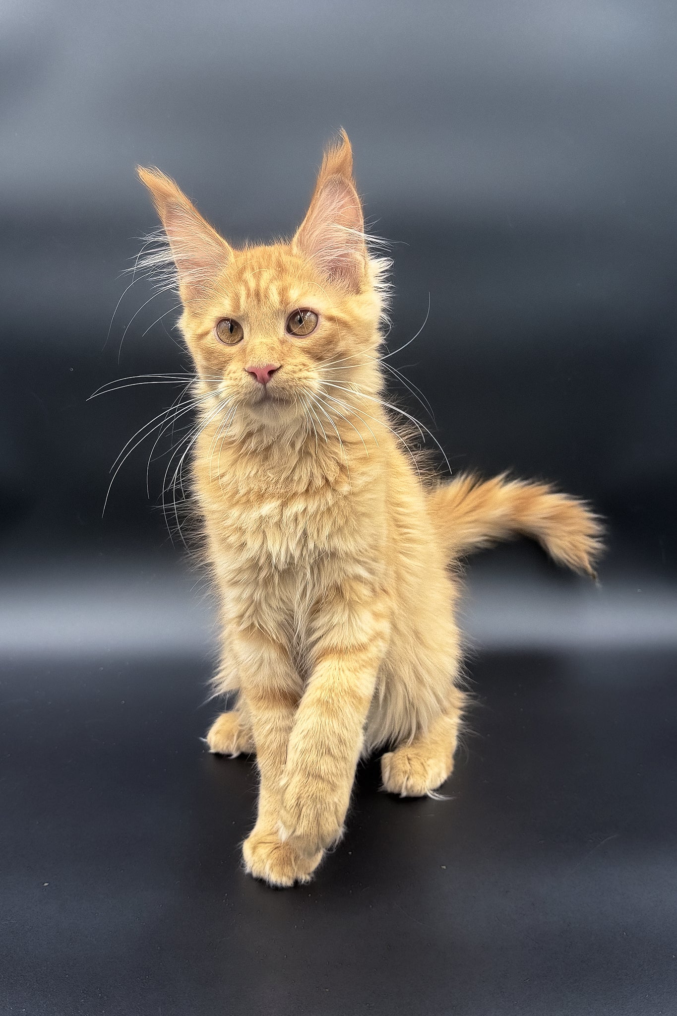 Sandra | Maine Coon Kitten - Image 8