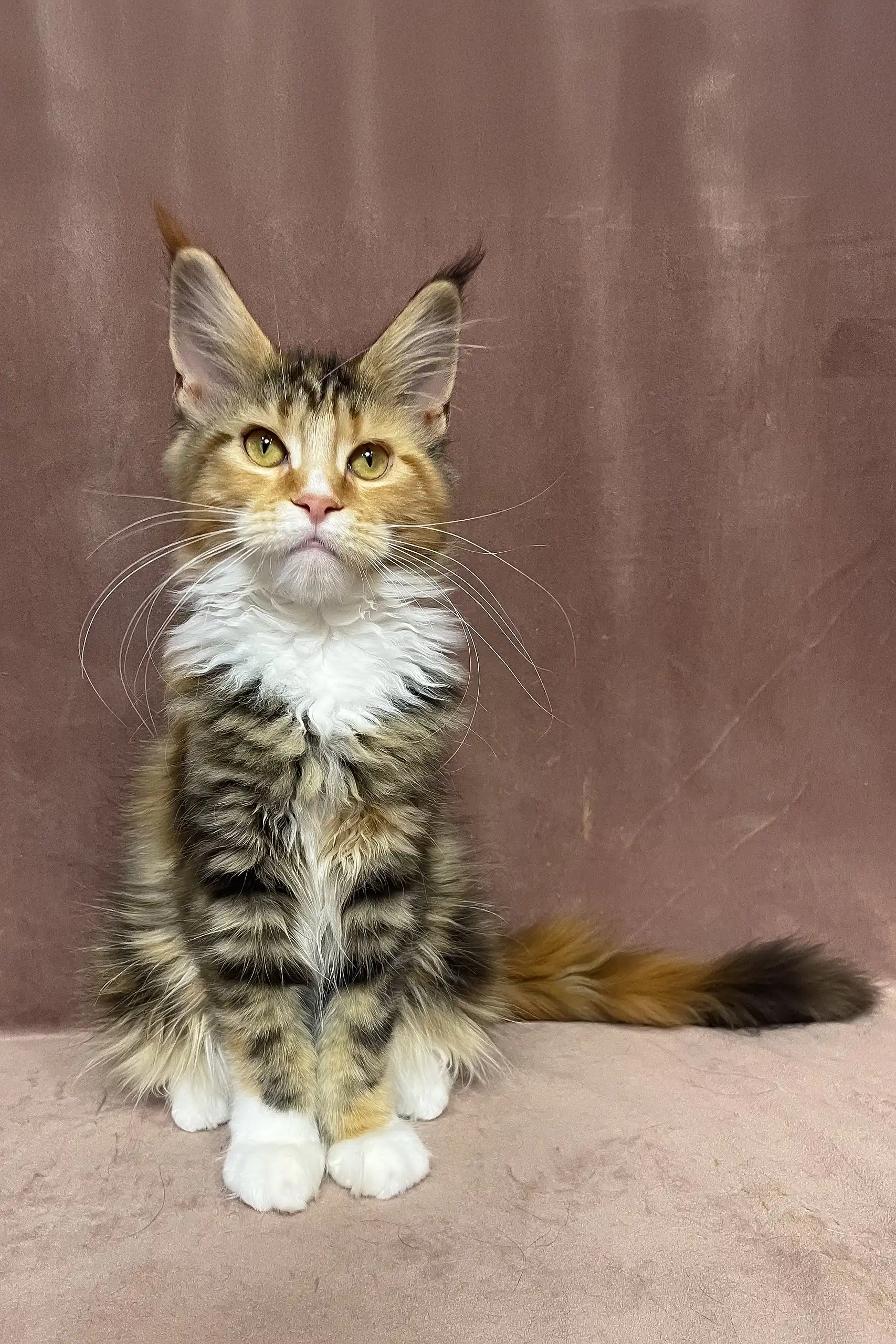 Sandy | Maine Coon Kitten - Image 7