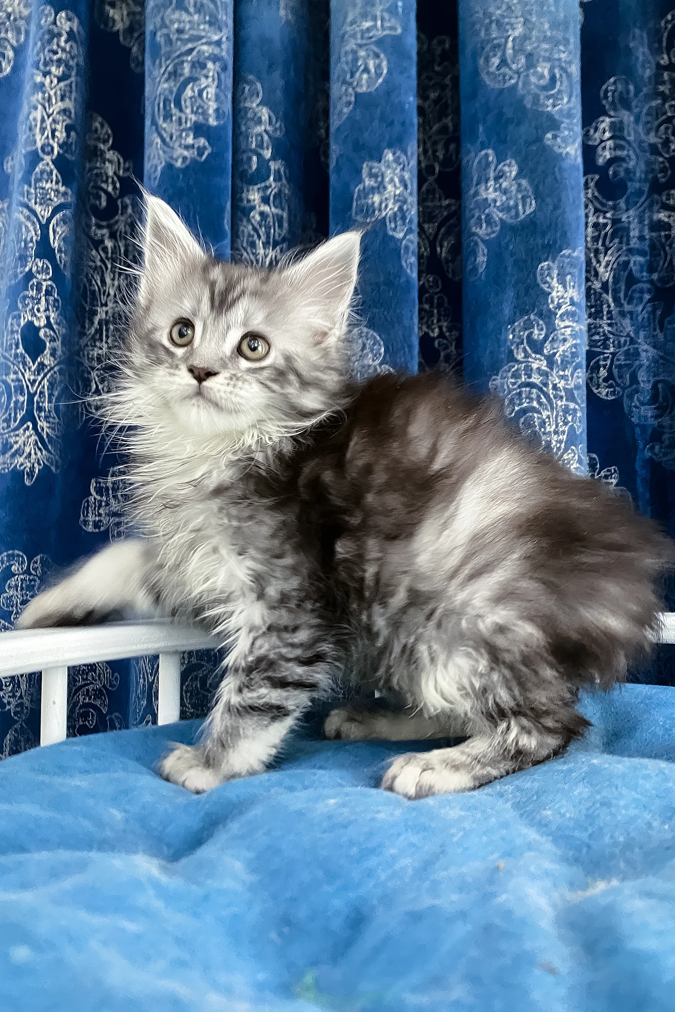 Santa Anna | Maine Coon Kitten - Image 8