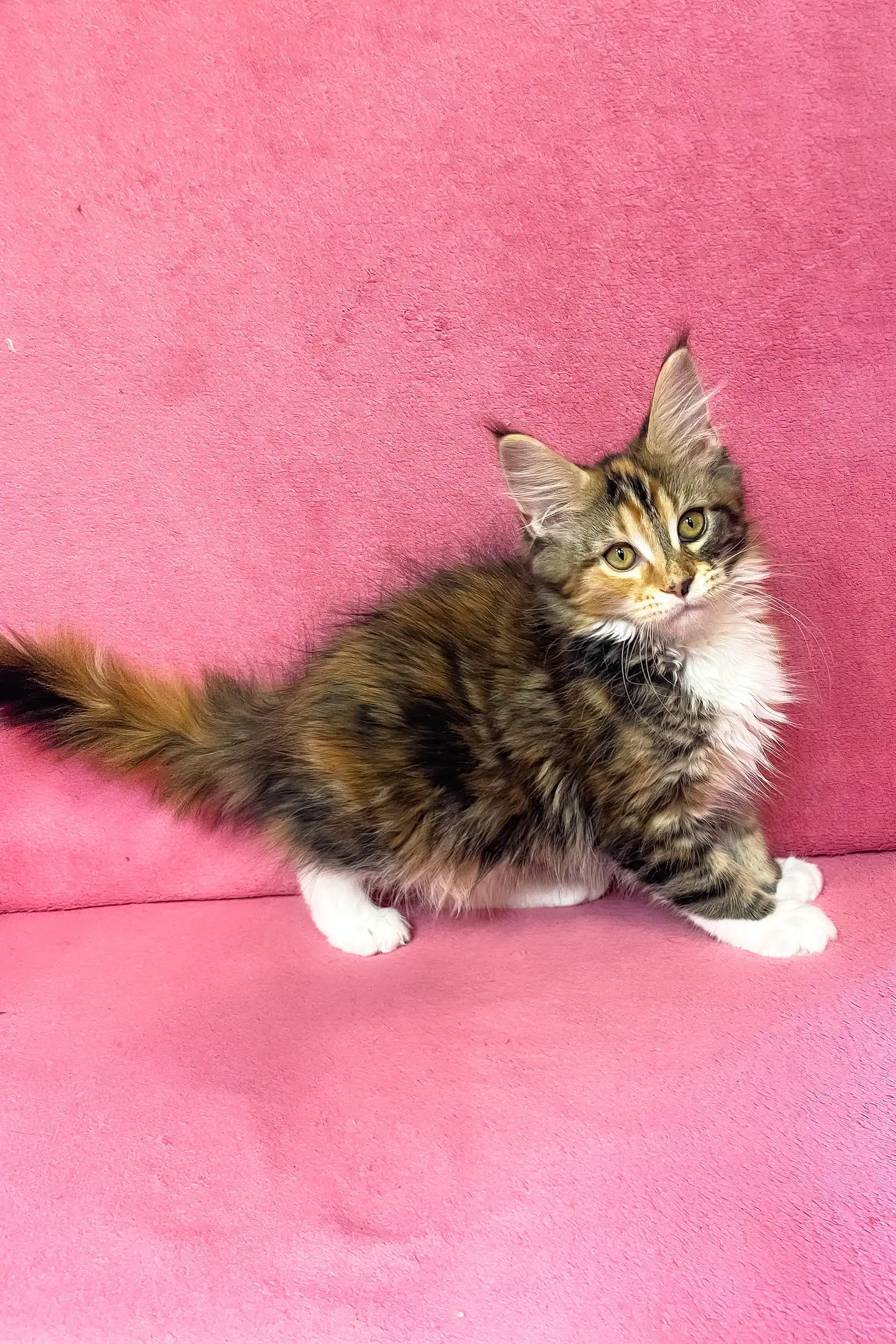 Scarlett | Maine Coon Kitten - Image 11