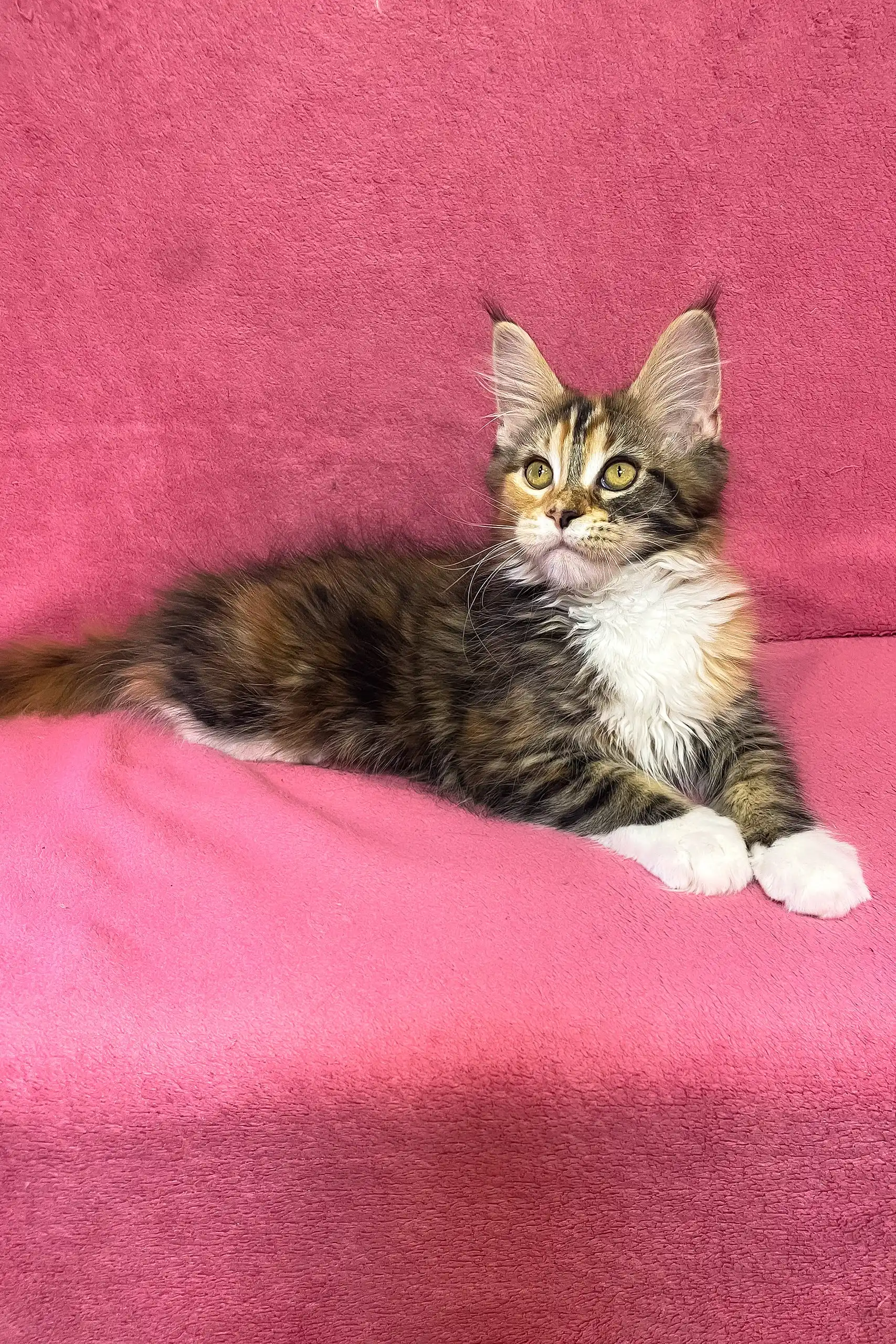 Scarlett | Maine Coon Kitten - Image 13