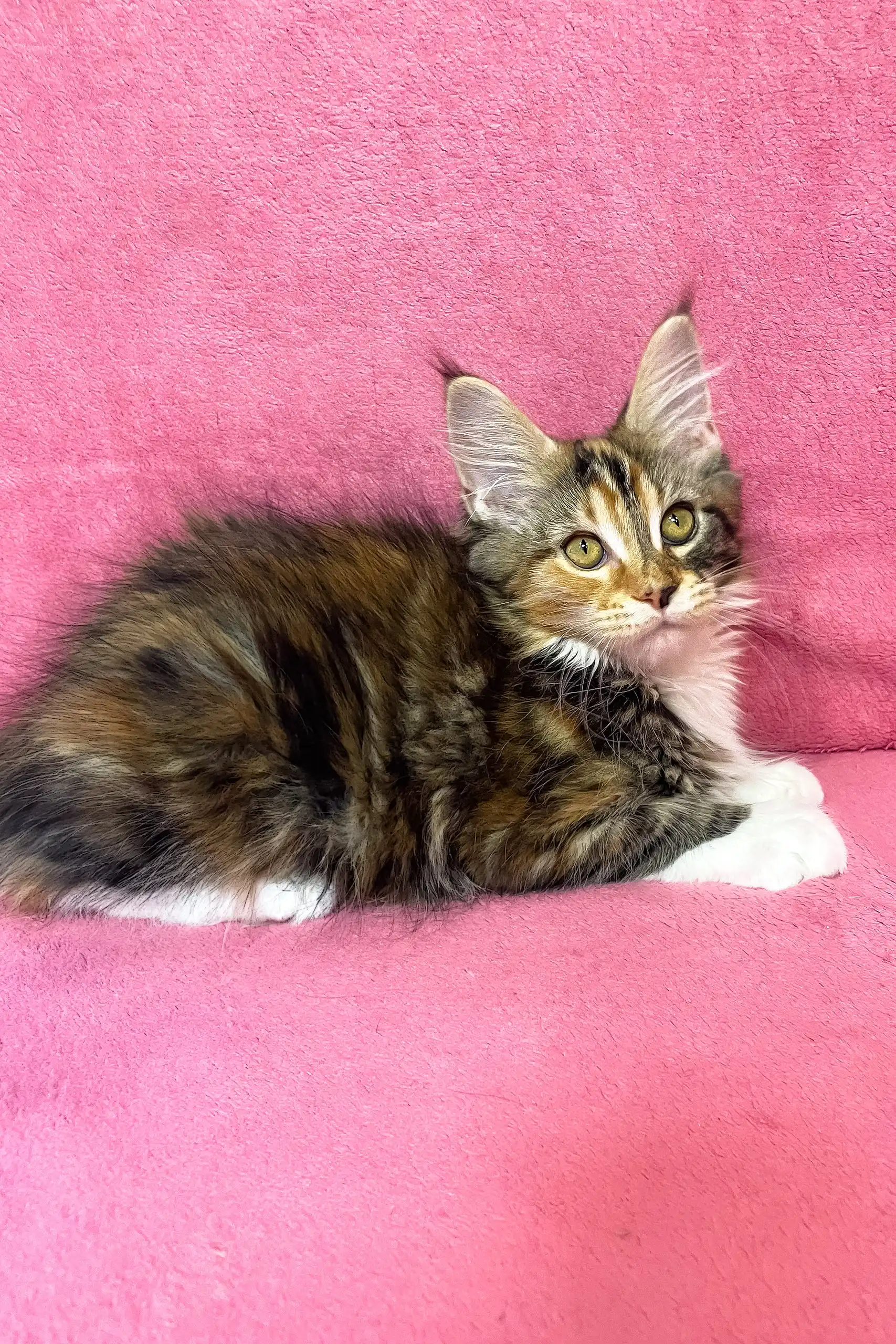 Scarlett | Maine Coon Kitten - Image 5