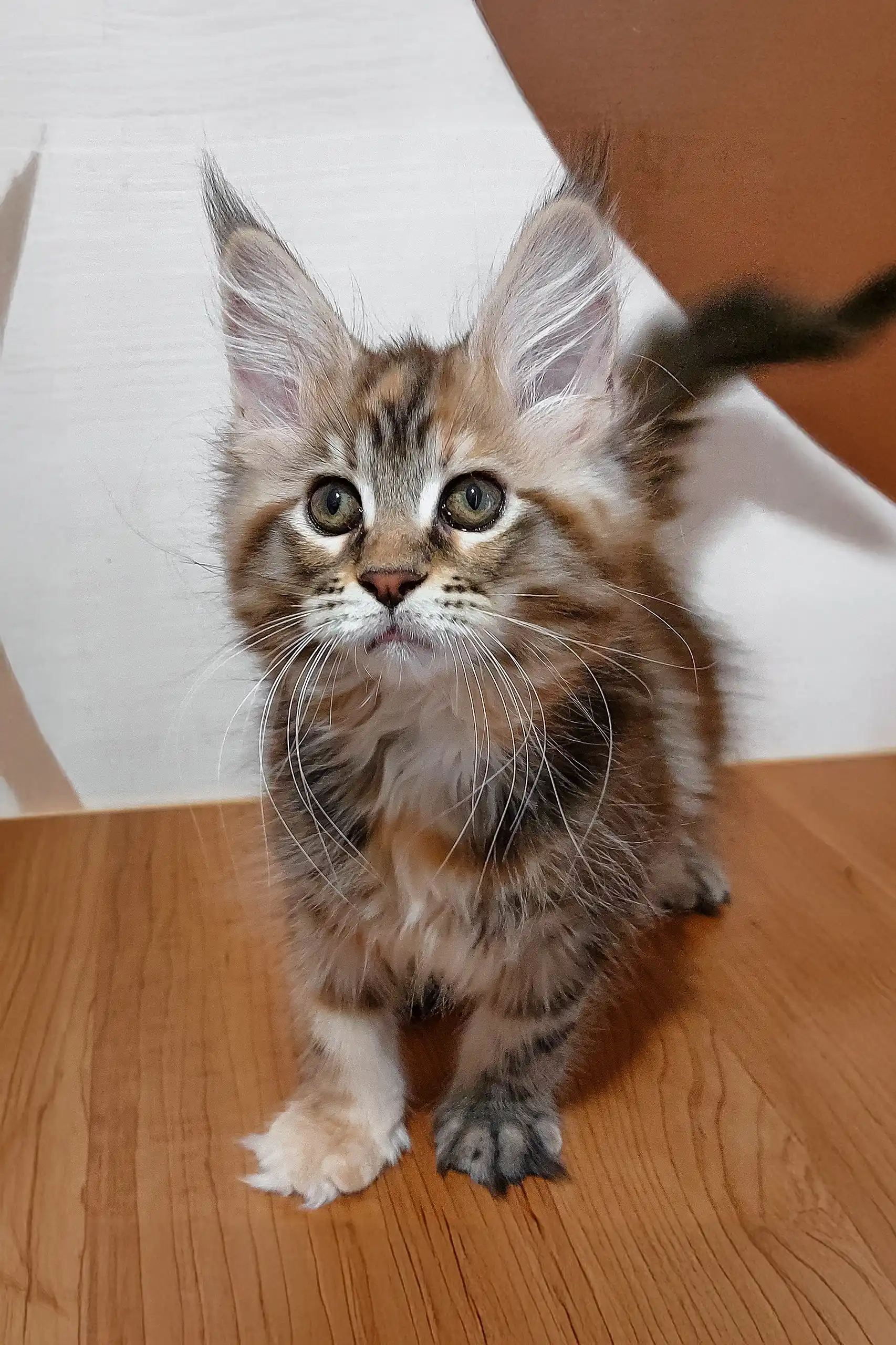 Serseya | Maine Coon Kitten - Image 3