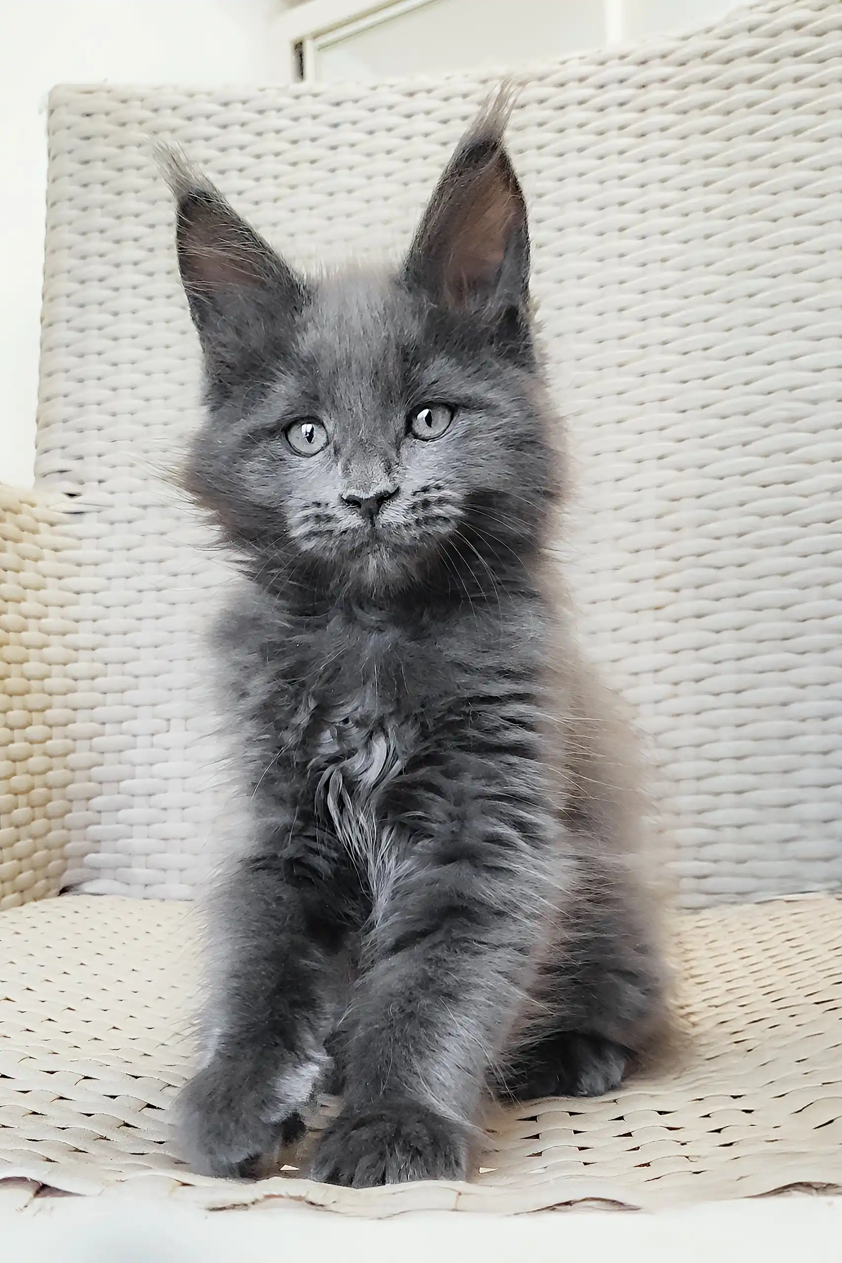 Shanti | Maine Coon Kitten - Image 7