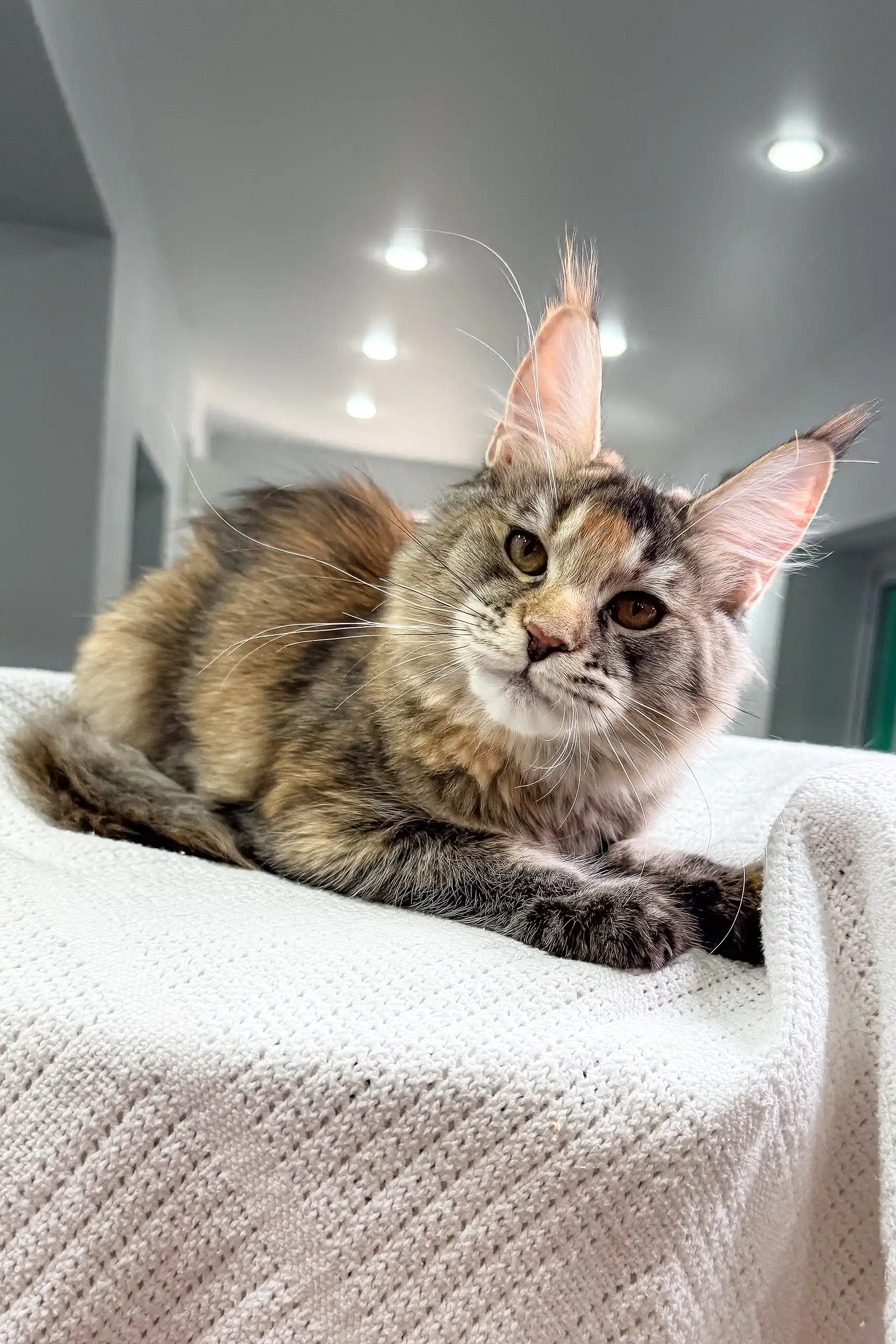 Sheila | Maine Coon Kitten - Image 4