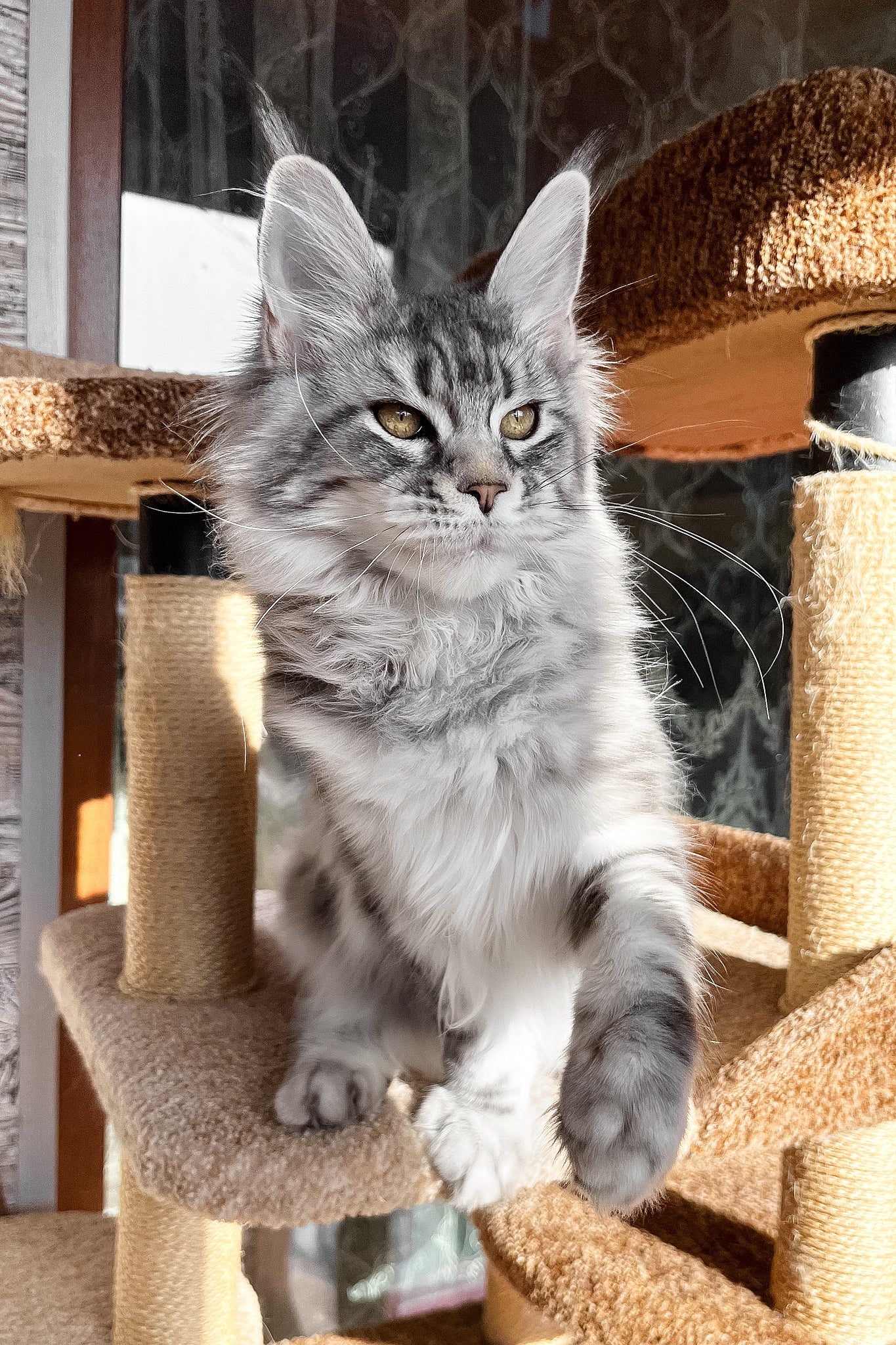 Silena | Maine Coon Kitten - Image 7