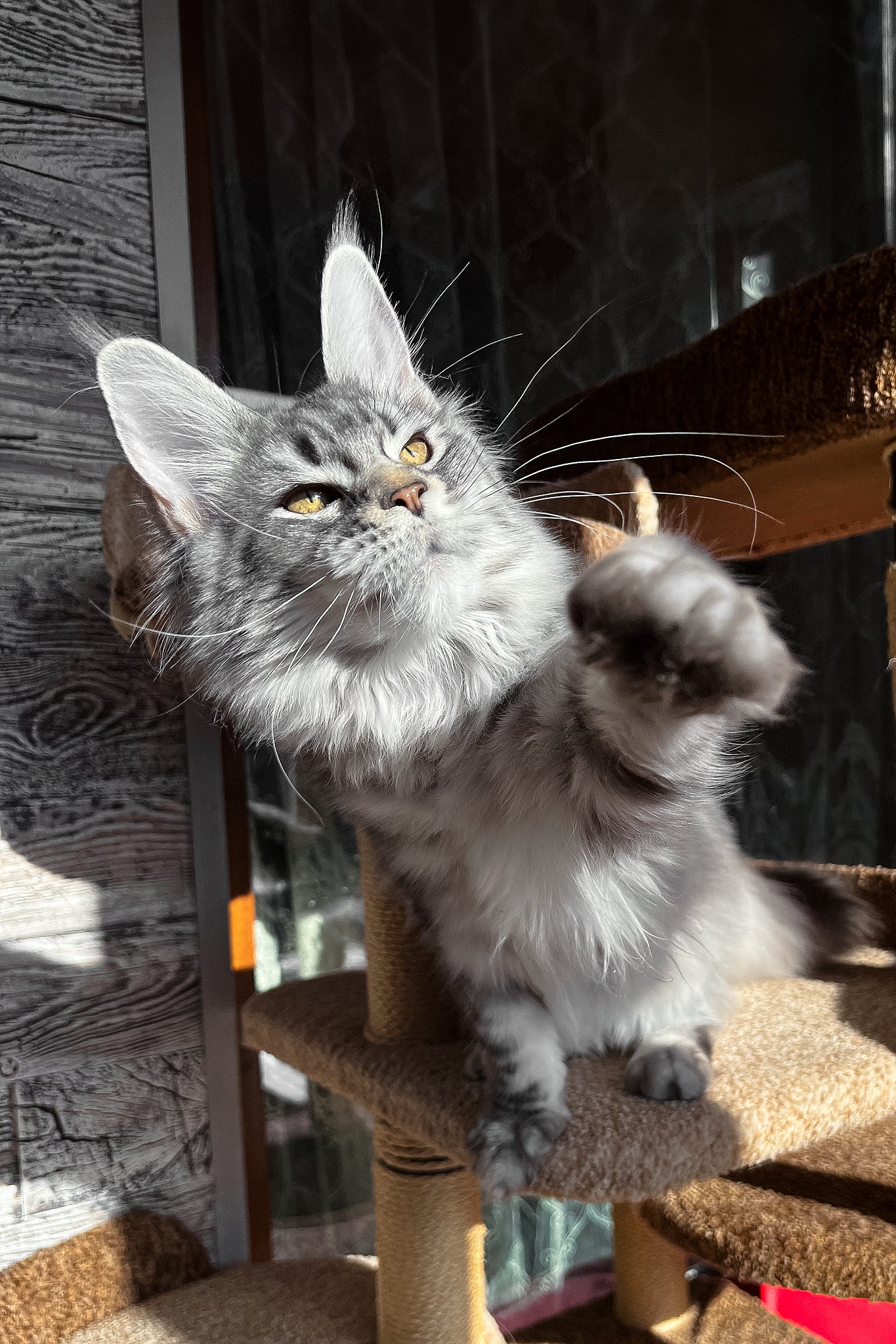 Silena | Maine Coon Kitten - Image 8