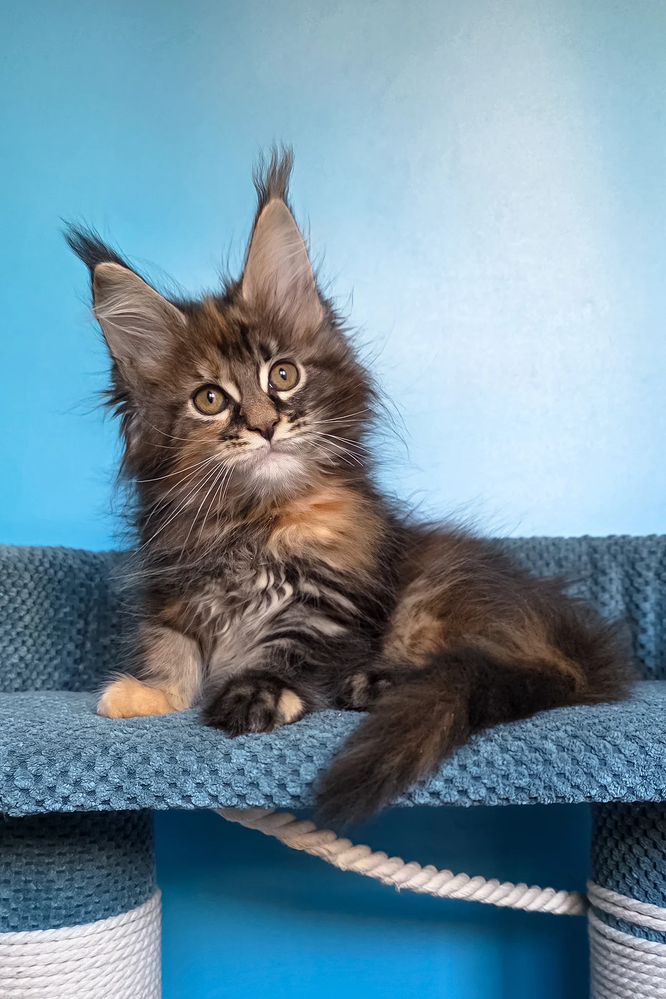 Simona | Maine Coon Kitten - Image 4