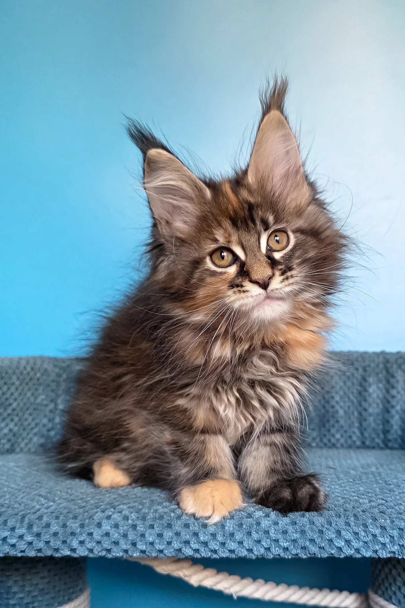Simona | Maine Coon Kitten - Image 8