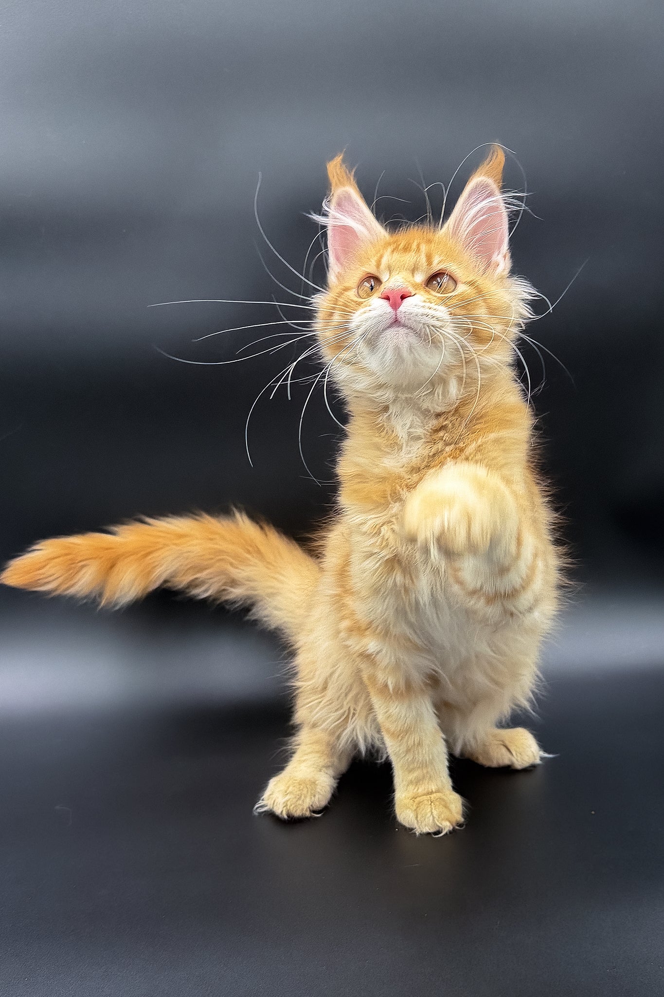 Slava | Maine Coon Kitten - Image 11