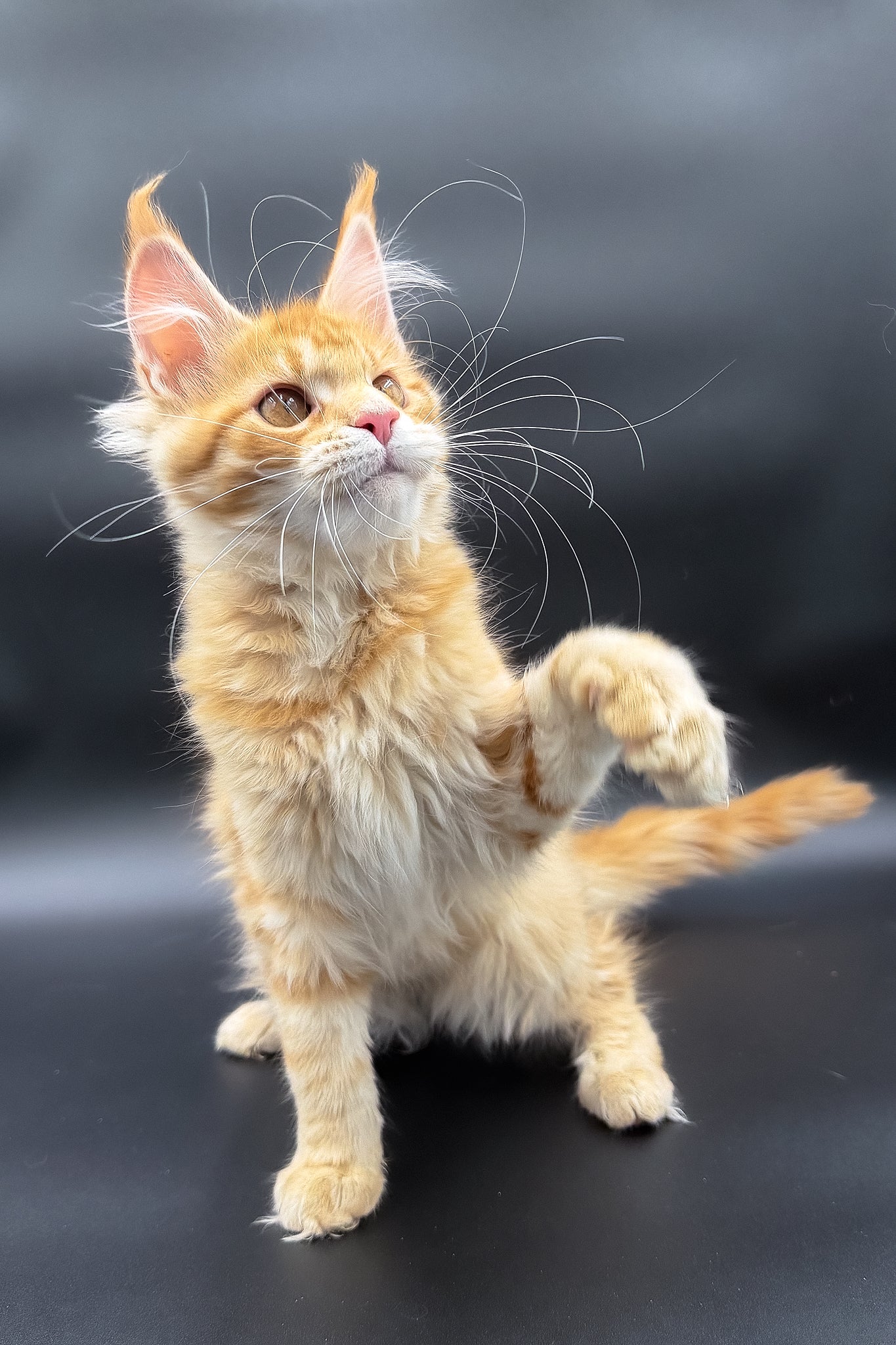 Slava | Maine Coon Kitten - Image 8