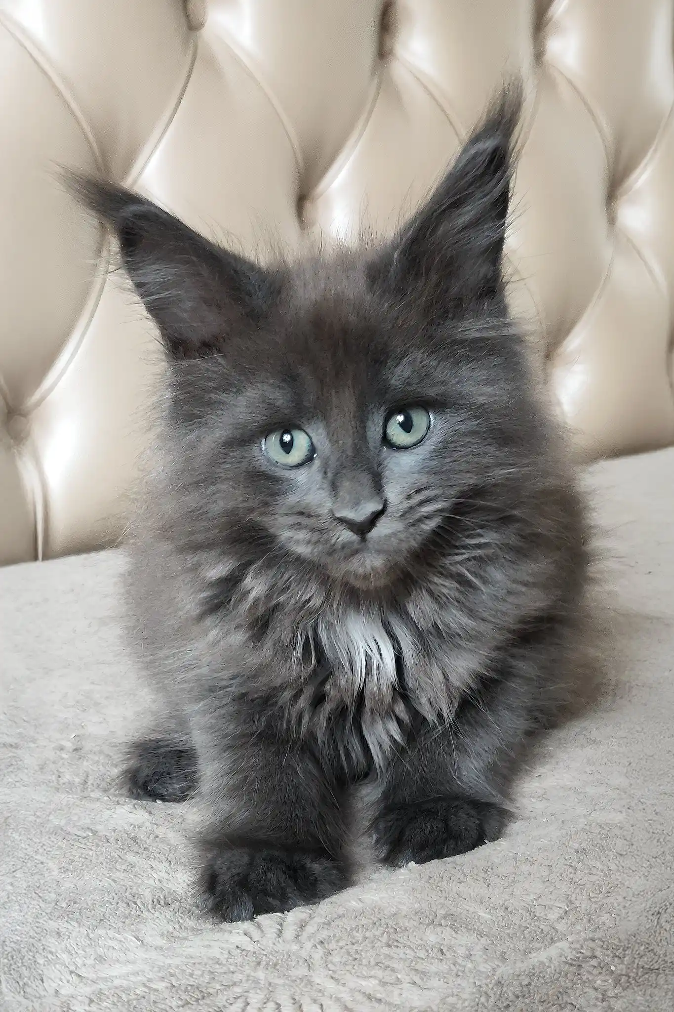 Sofia | Maine Coon Kitten - Image 6
