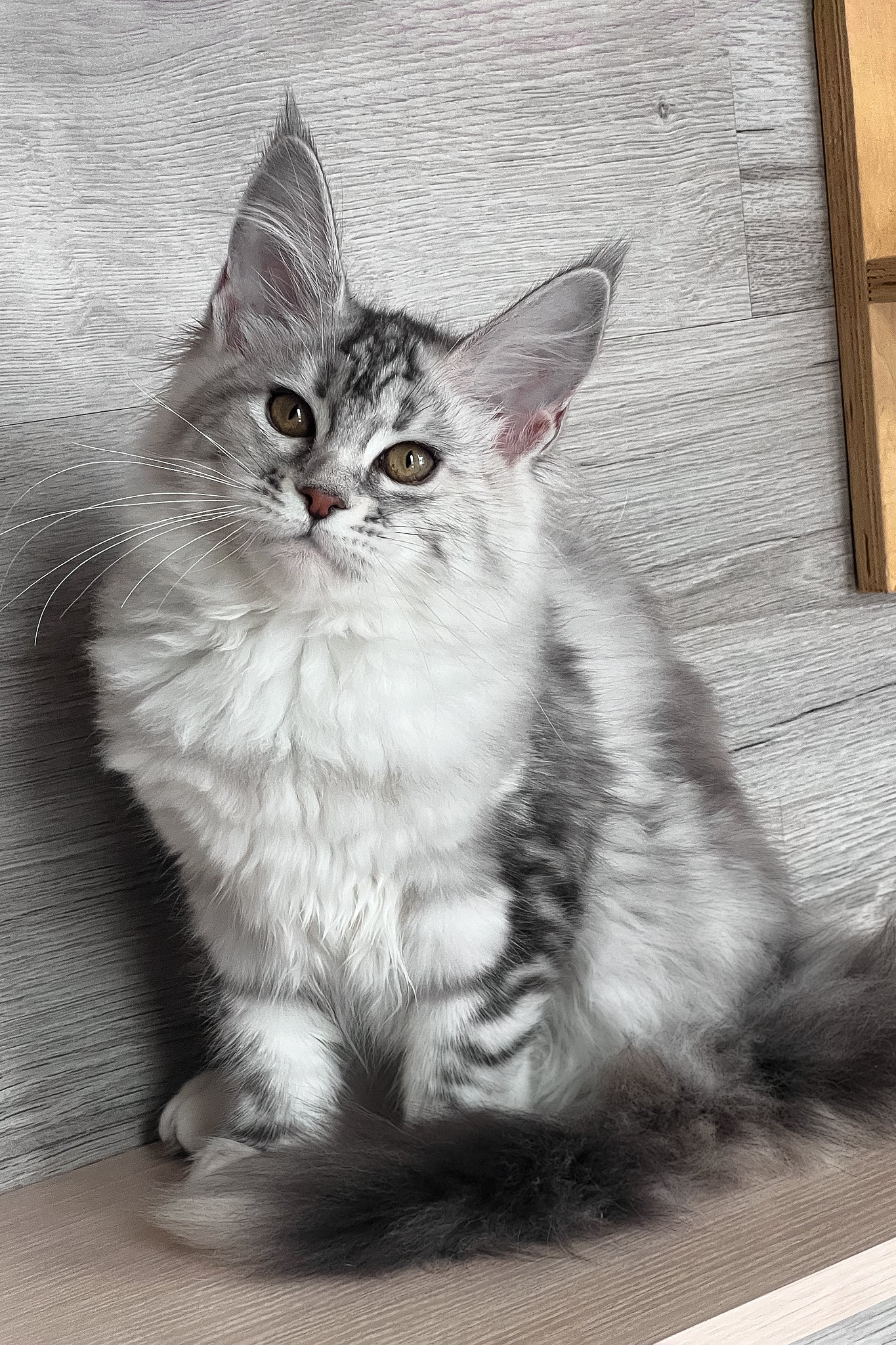 Sonya | Maine Coon Kitten - Image 2
