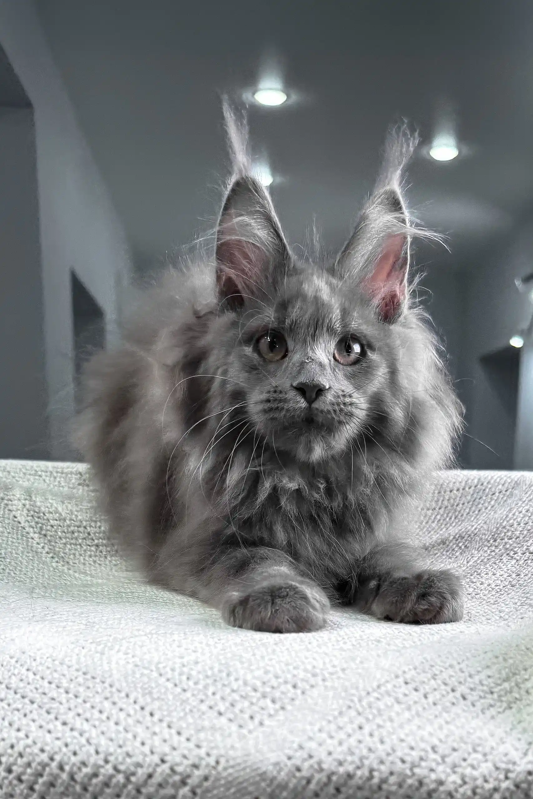 Spectra | Maine Coon Kitten - Image 5