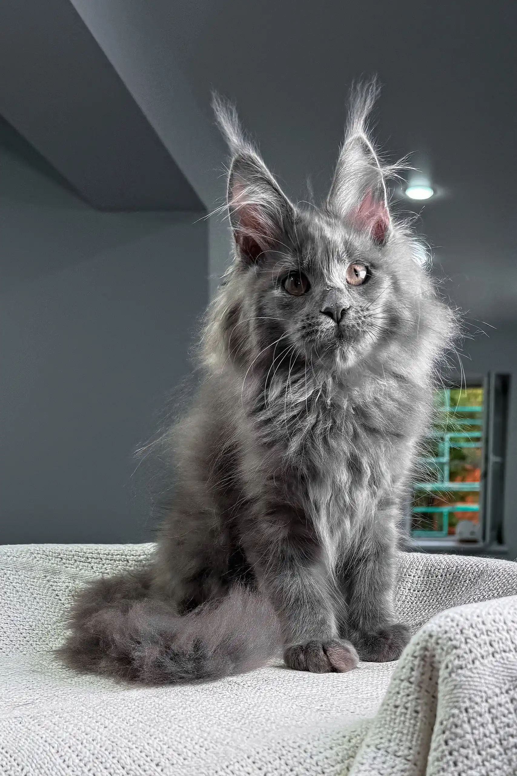 Spectra | Maine Coon Kitten - Image 9