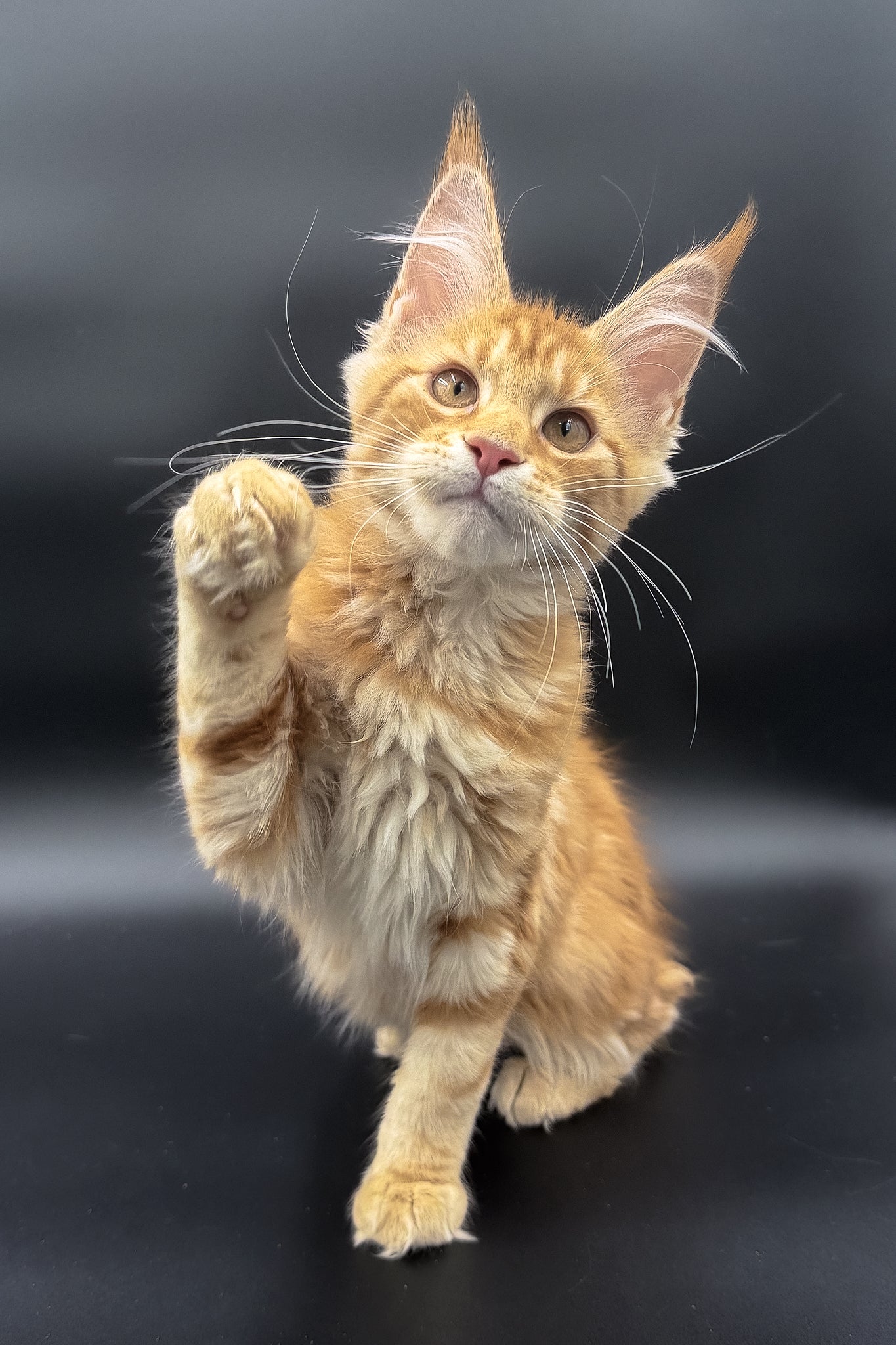 Stasia | Maine Coon Kitten - Image 10