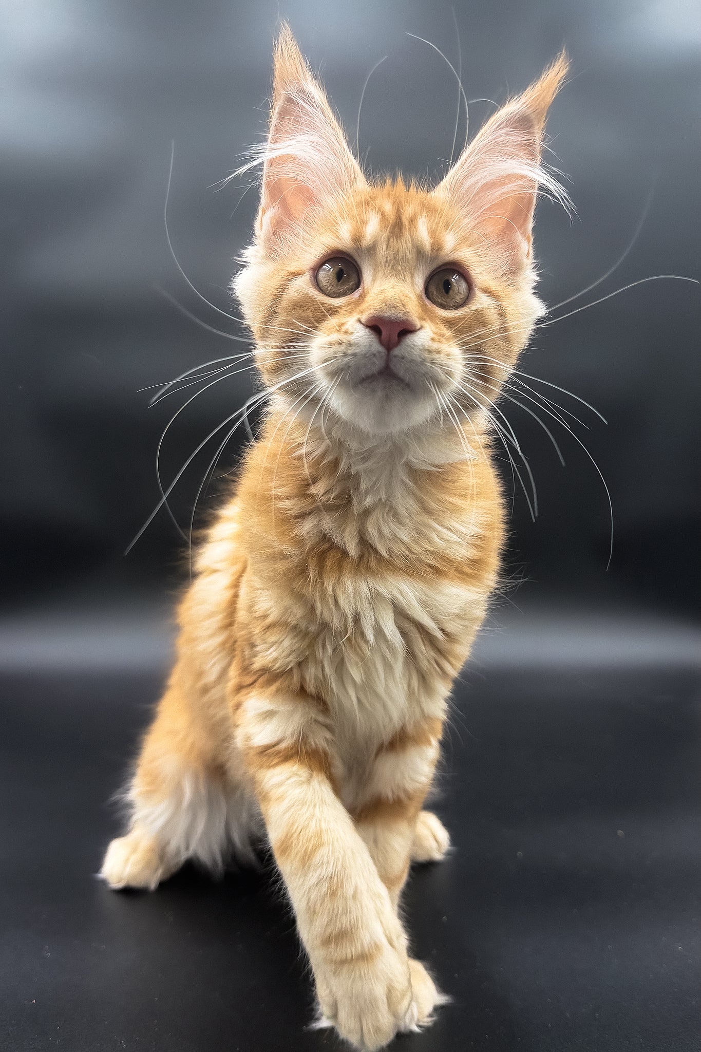 Stasia | Maine Coon Kitten - Image 5