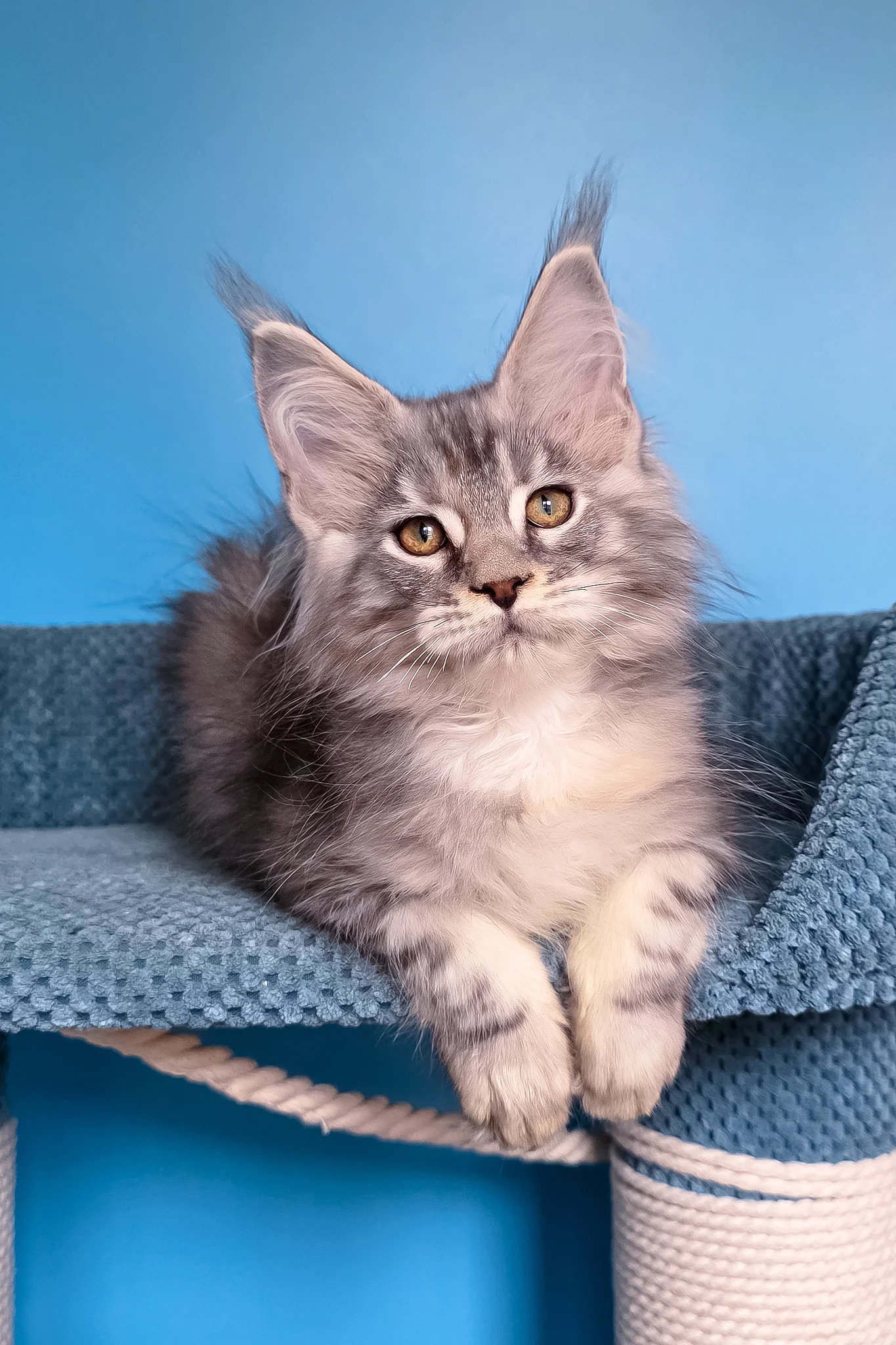 Tayna | Maine Coon Kitten - Image 2