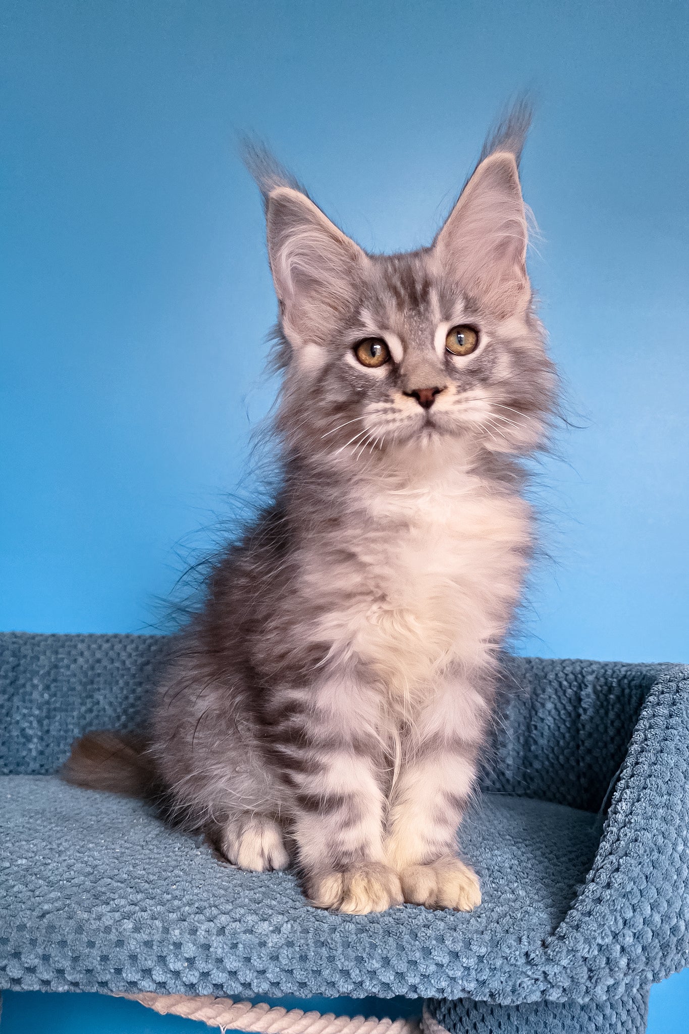 Tayna | Maine Coon Kitten - Image 5