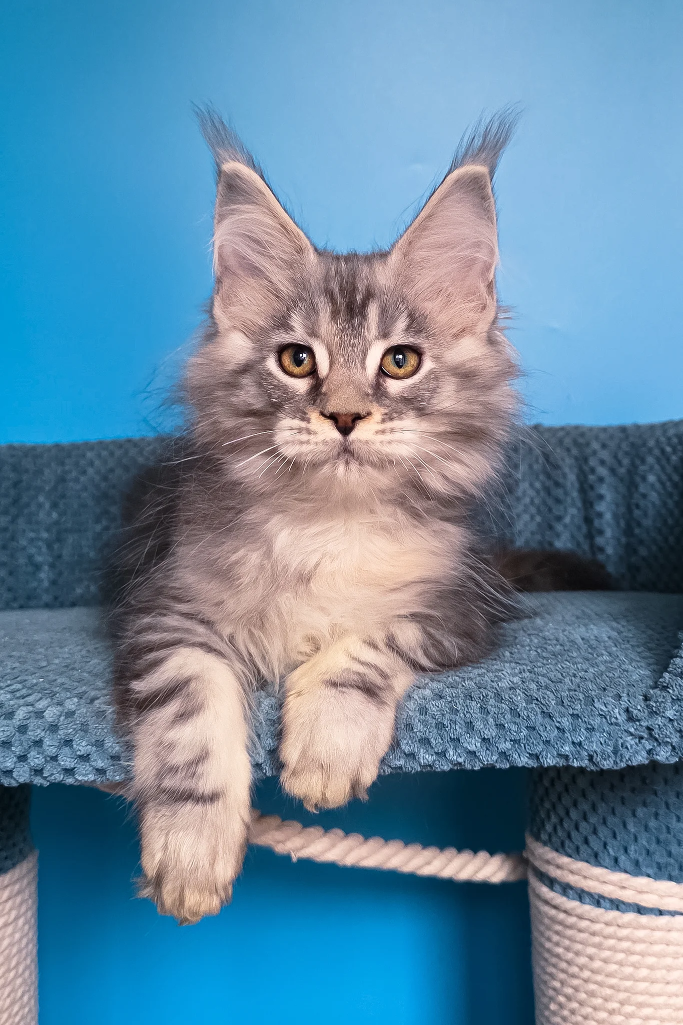Tayna | Maine Coon Kitten - Image 6