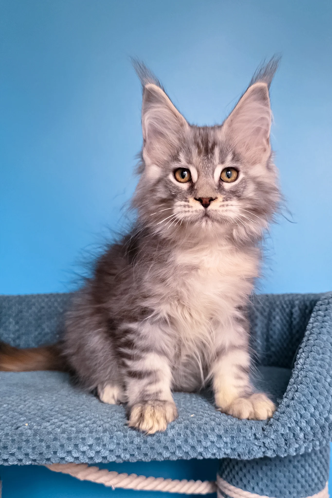 Tayna | Maine Coon Kitten - Image 7