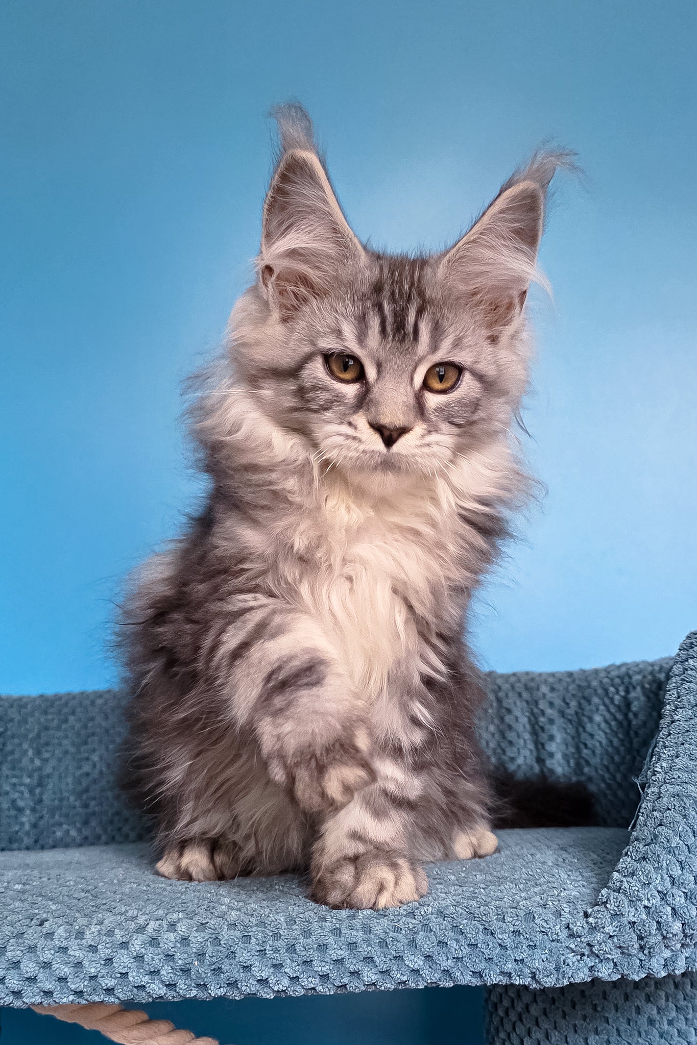 Teresa | Maine Coon Kitten - Image 8