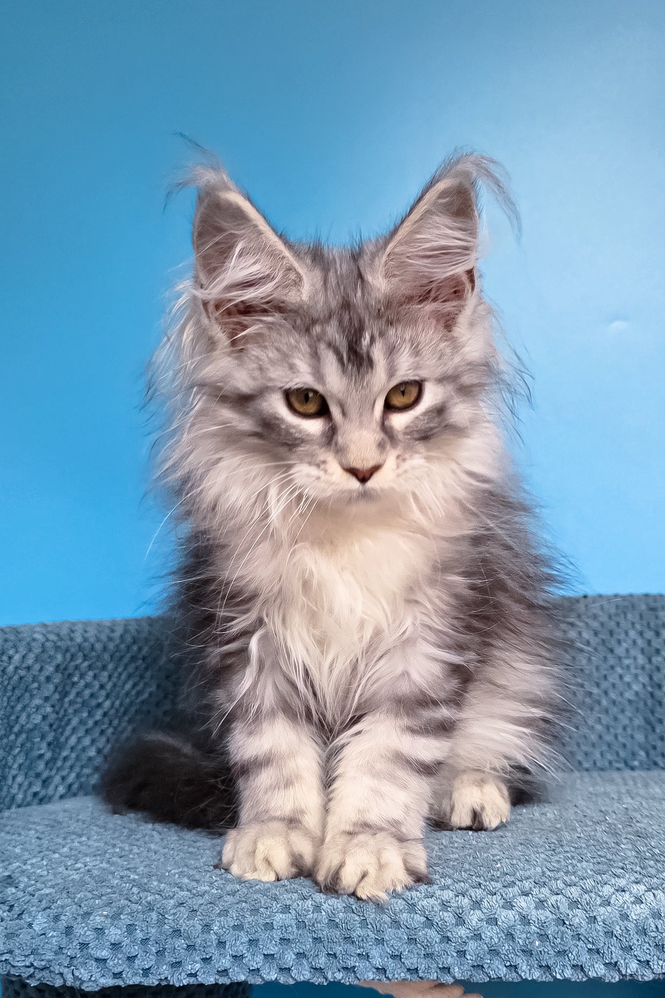Tessa | Maine Coon Kitten - Image 11