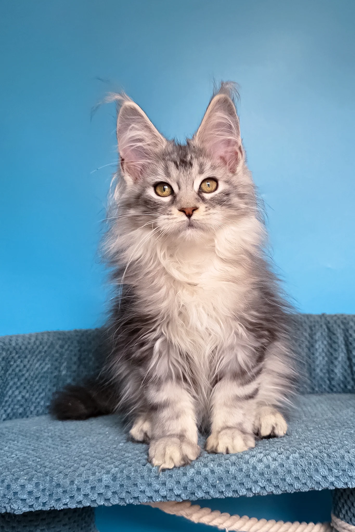 Tessa | Maine Coon Kitten - Image 12