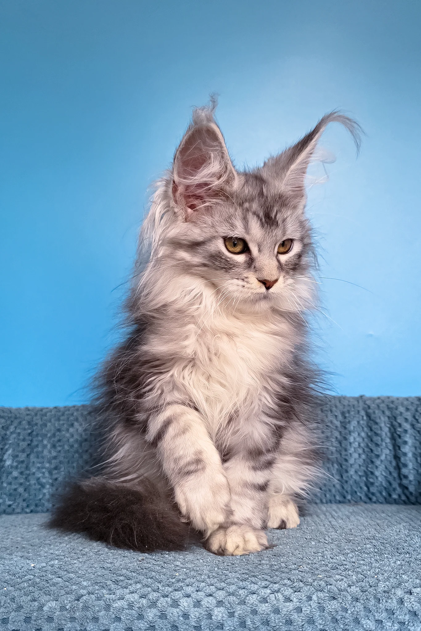 Tessa | Maine Coon Kitten - Image 7