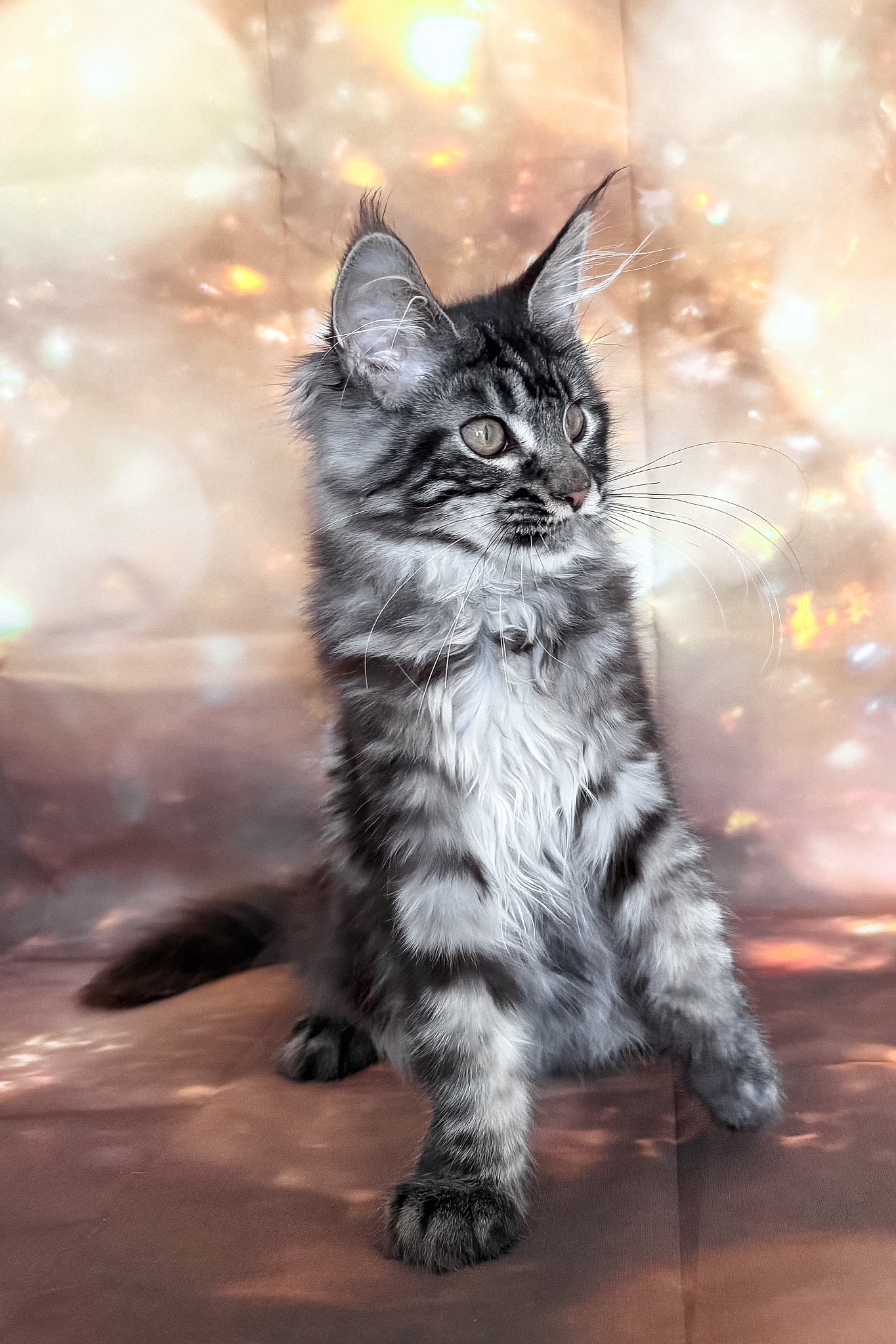 Thalia | Maine Coon Kitten - Image 7