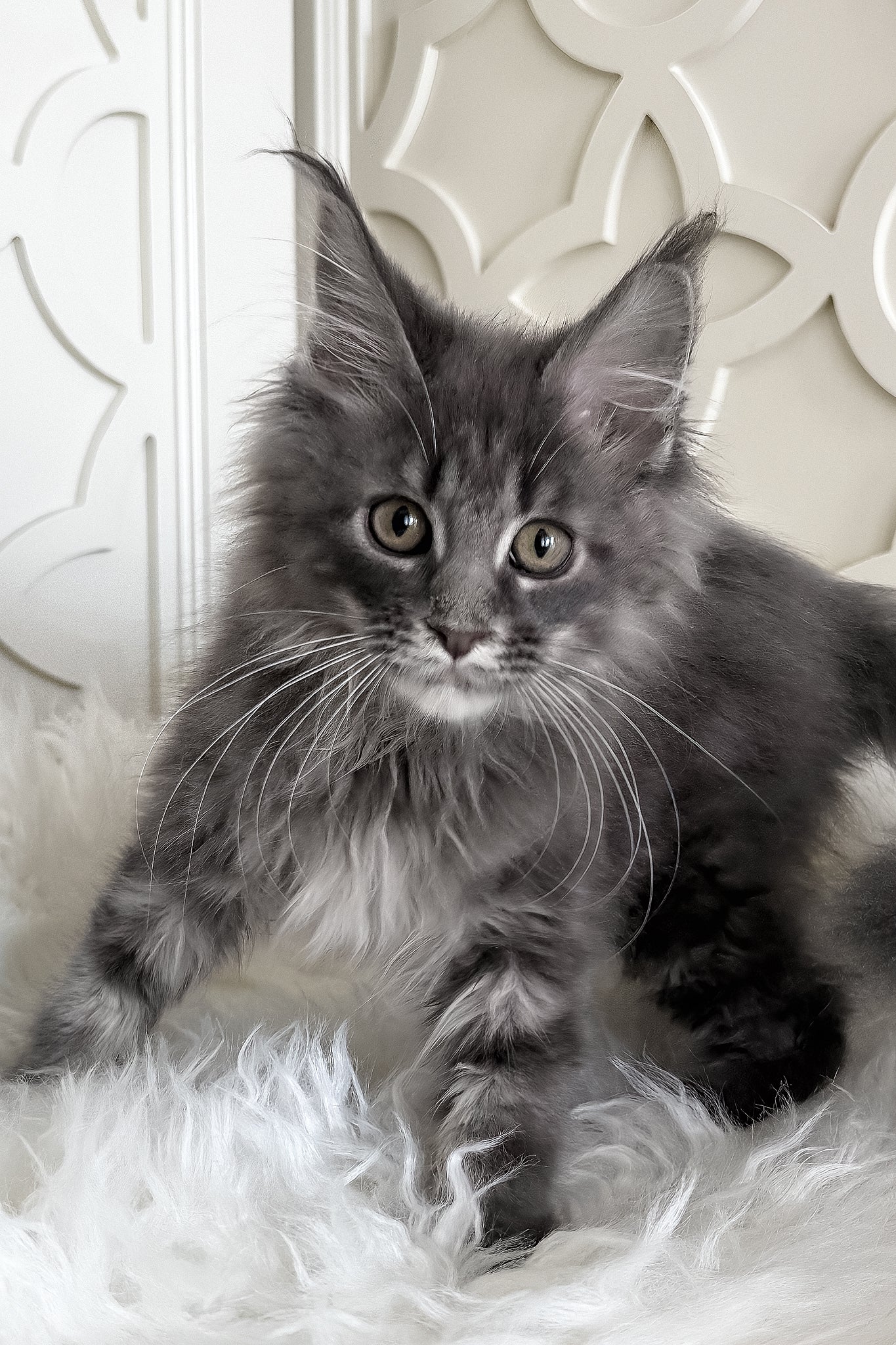 Tiris | Maine Coon Kitten - Image 5