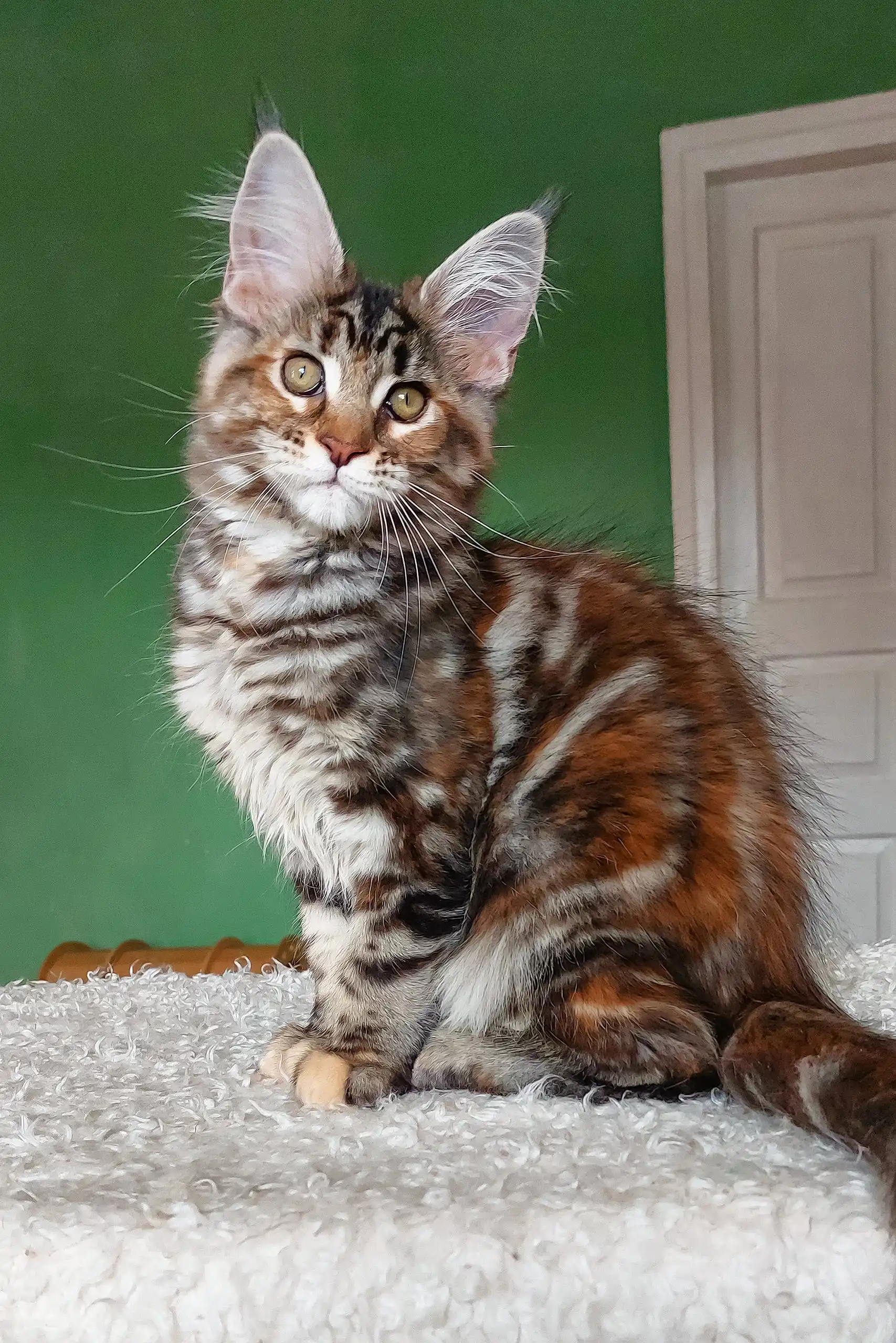 Tomiris | Maine Coon Kitten - Image 4