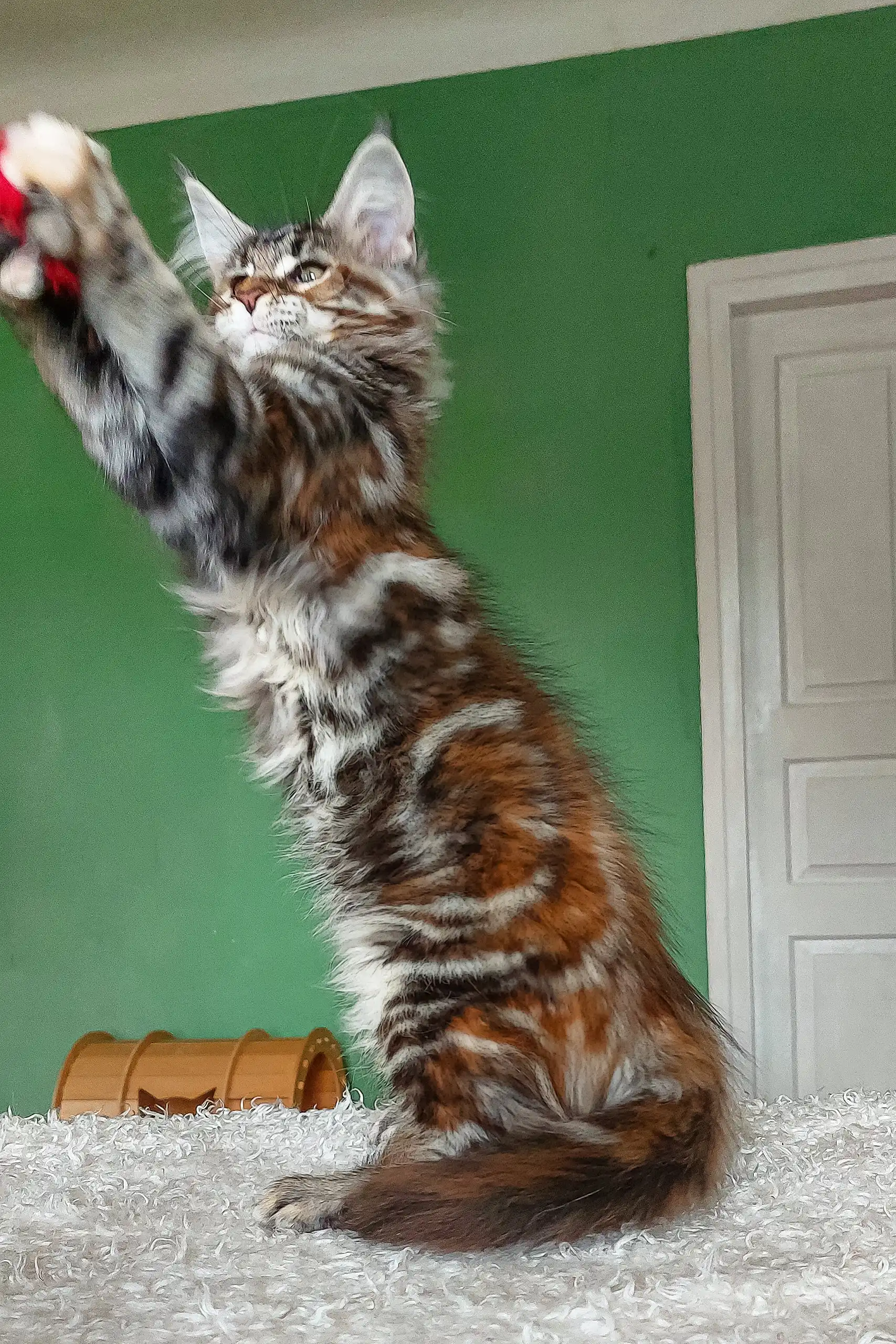 Tomiris | Maine Coon Kitten - Image 5