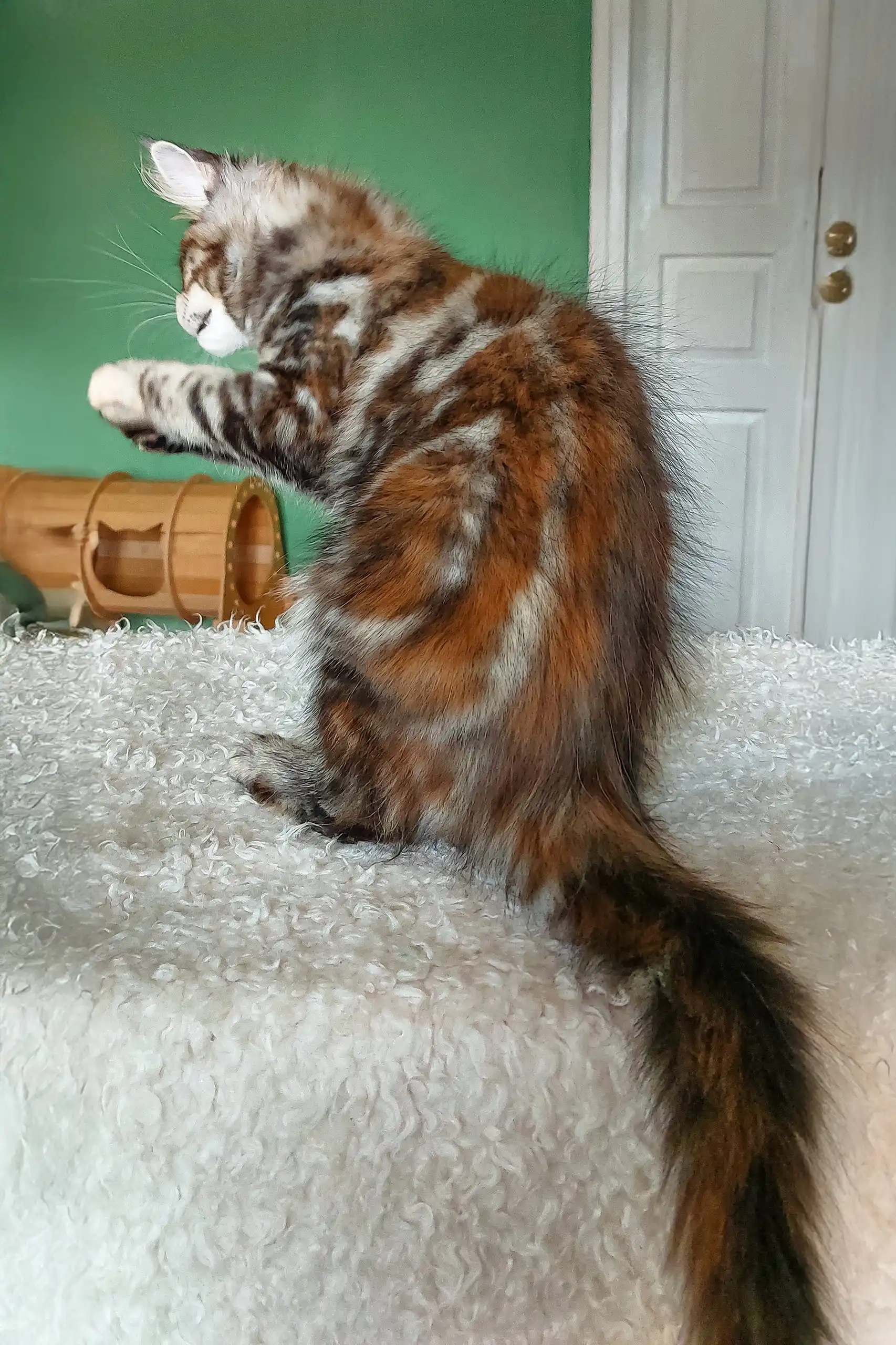 Tomiris | Maine Coon Kitten - Image 6