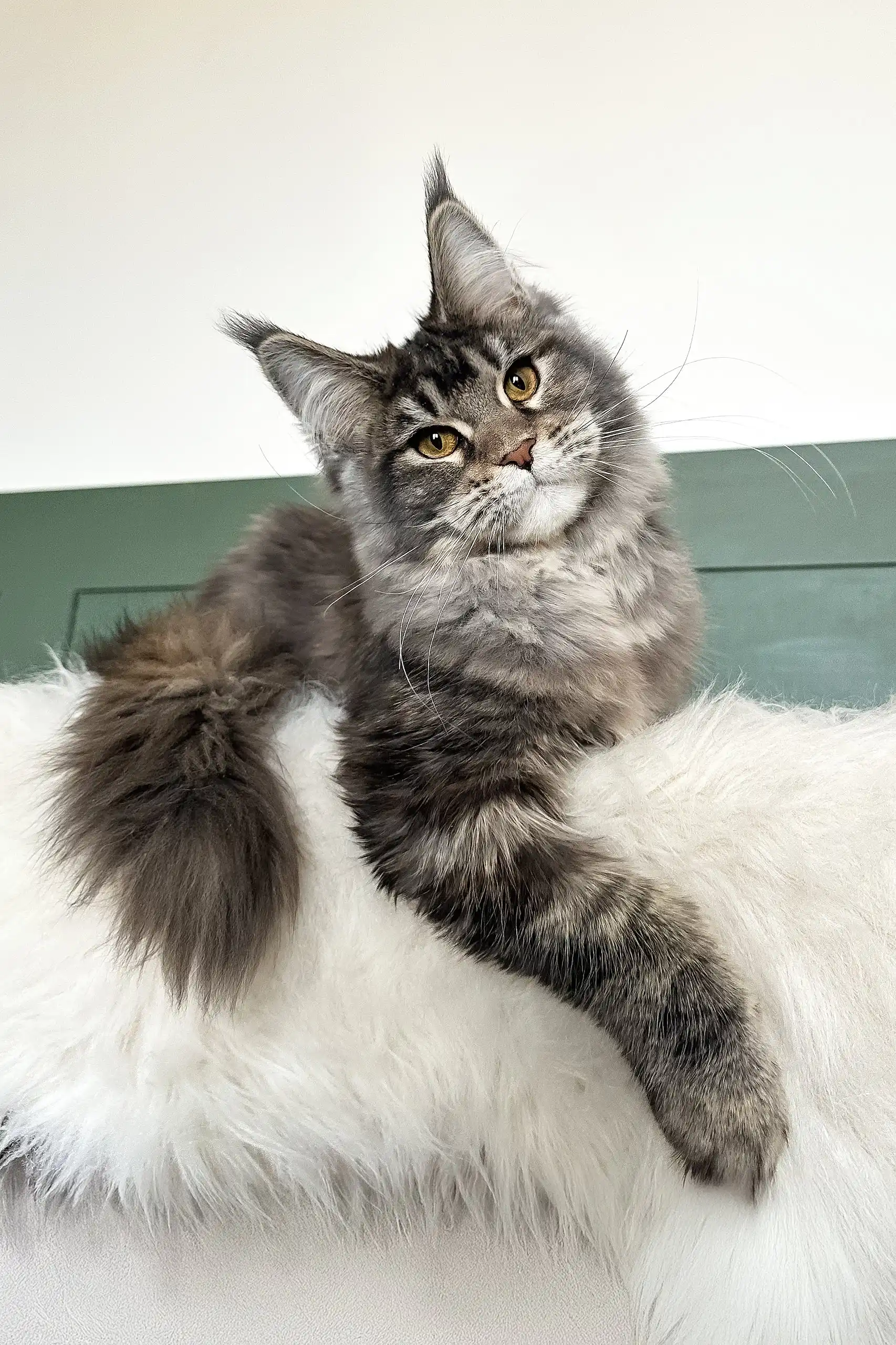 Trinity | Maine Coon Kitten - Image 2