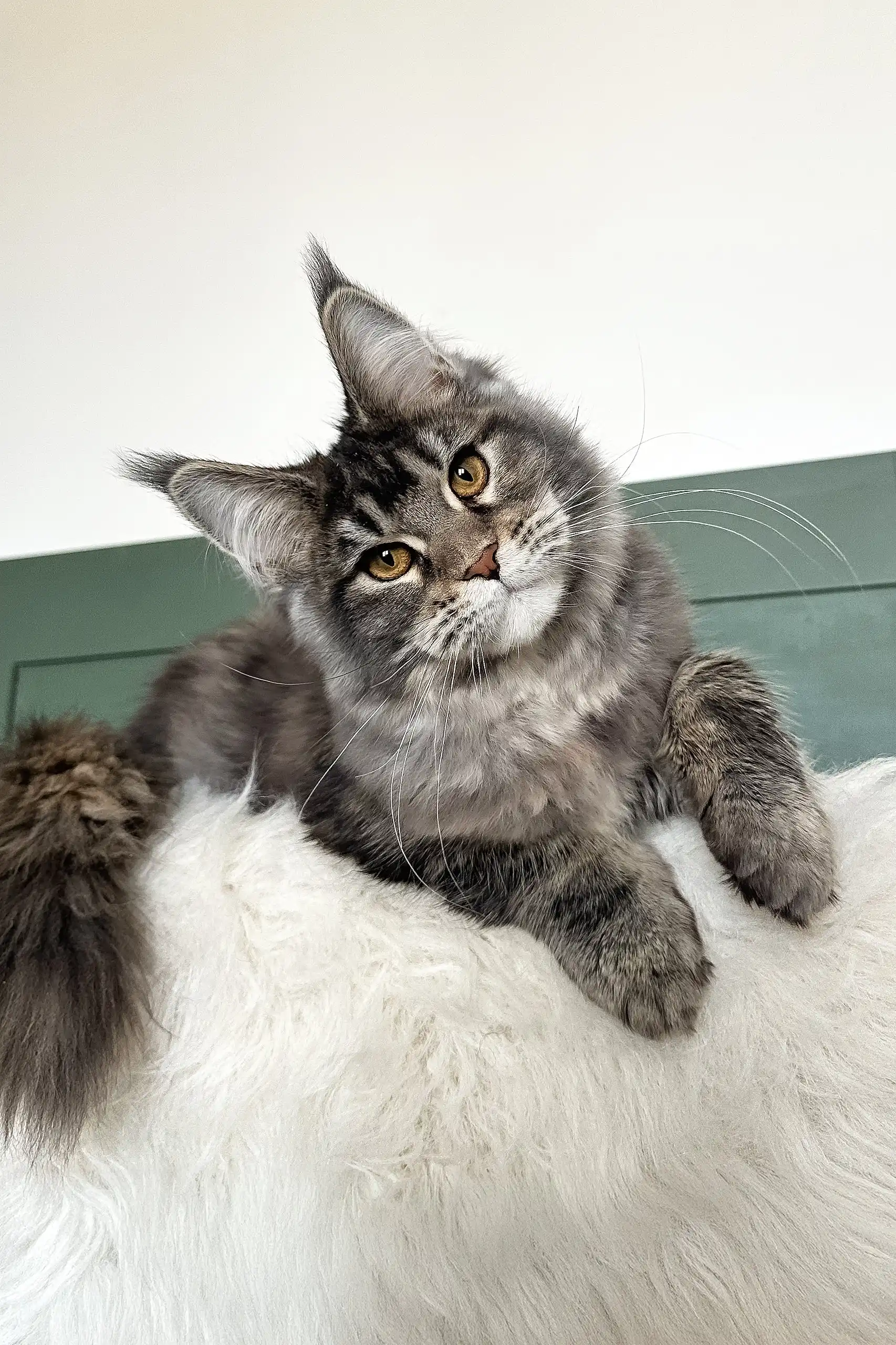 Trinity | Maine Coon Kitten - Image 4