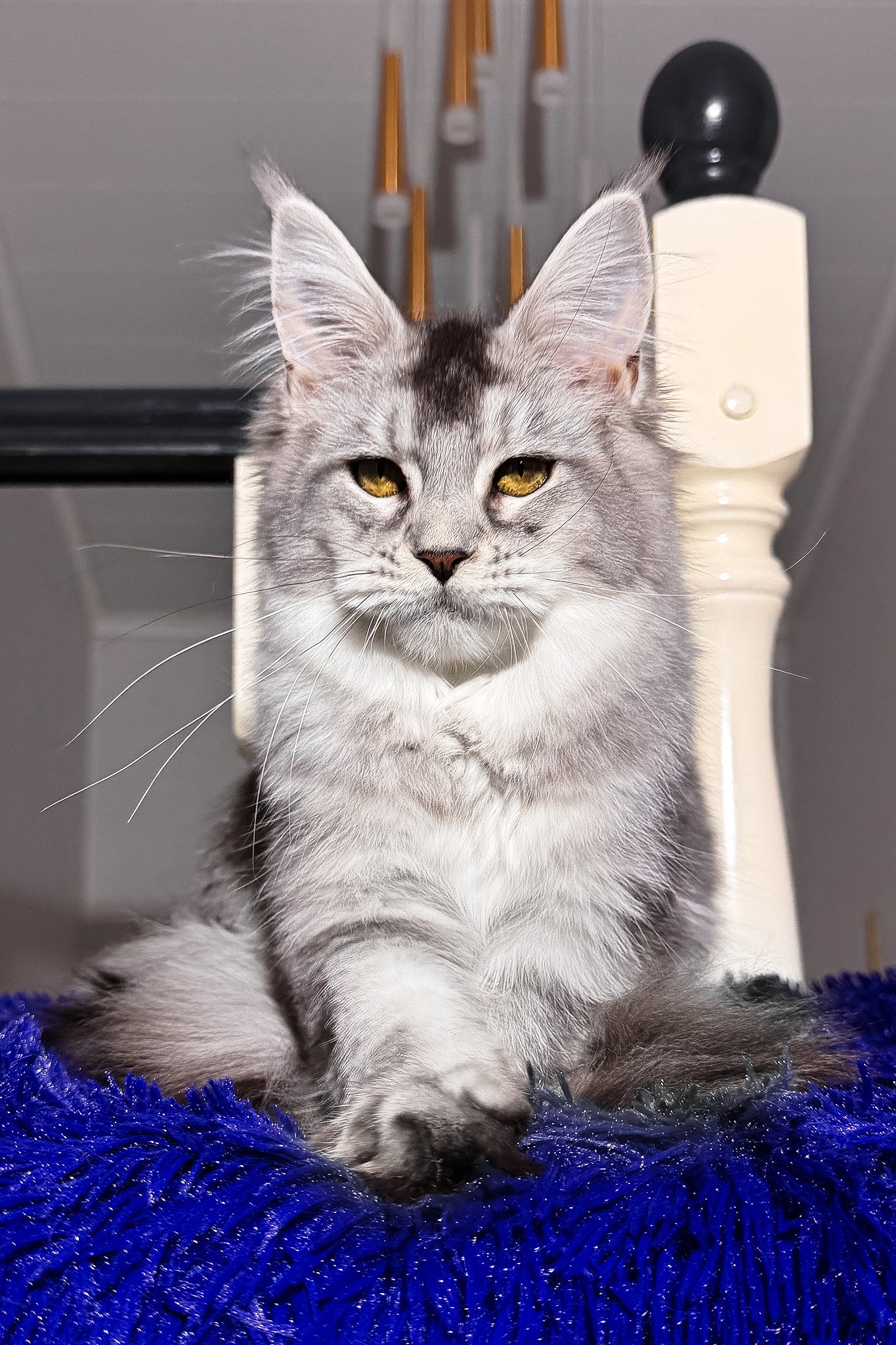 Triss | Maine Coon Kitten - Image 3