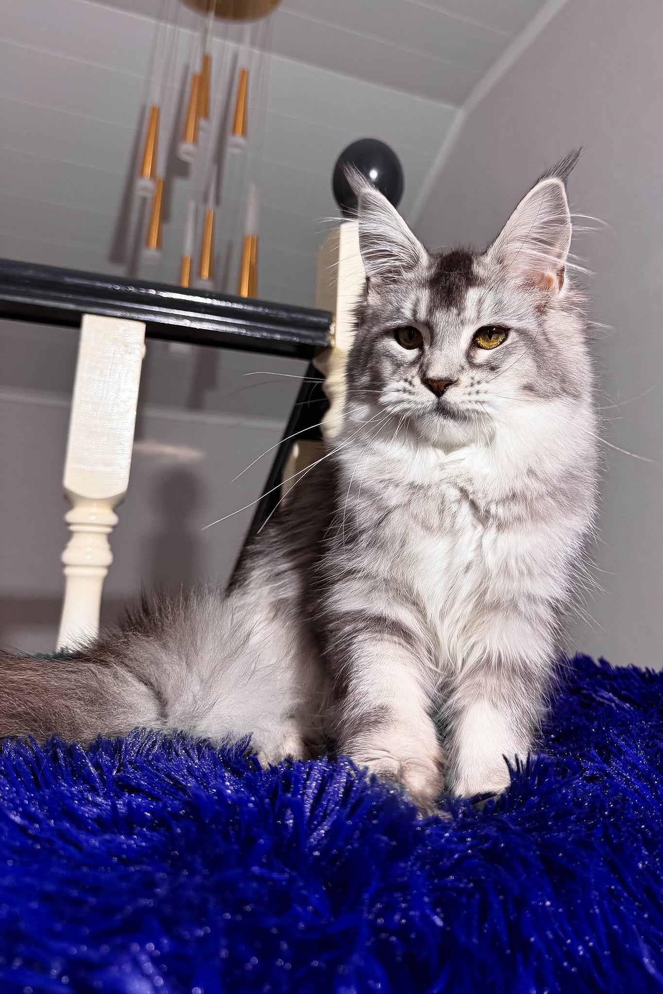 Triss | Maine Coon Kitten - Image 5