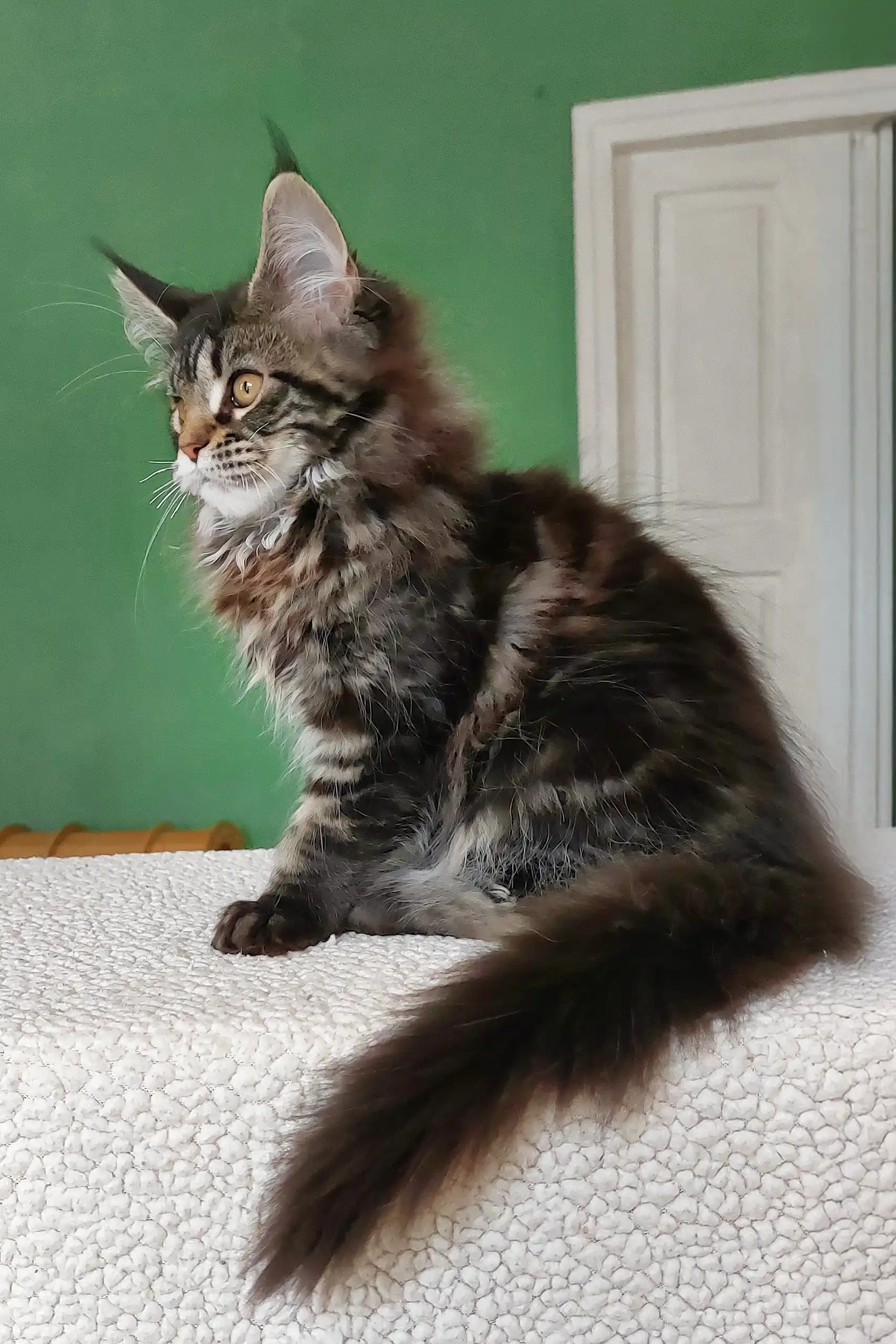 Ulrica | Maine Coon Kitten - Image 8