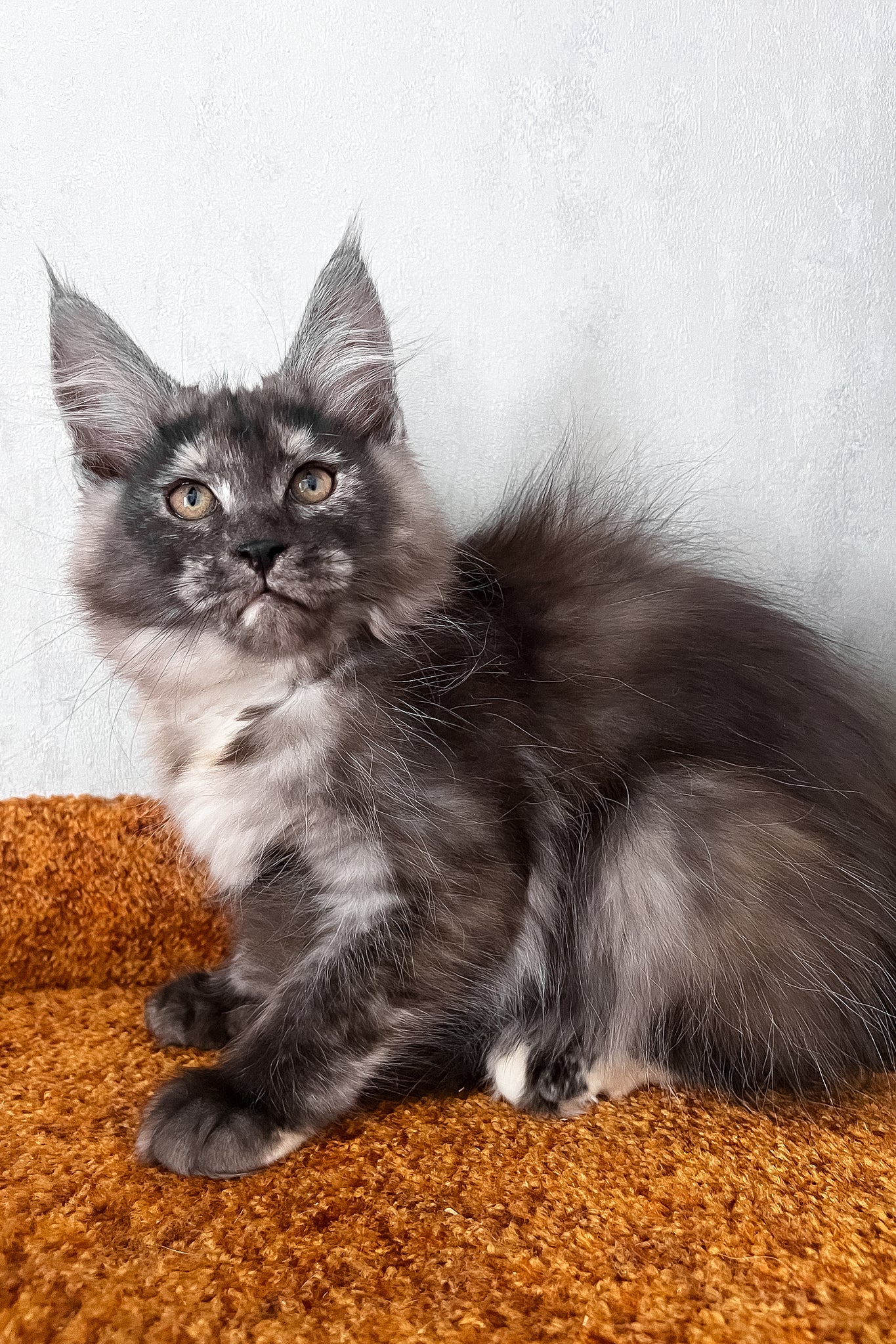 Ulyana | Maine Coon Kitten - Image 2
