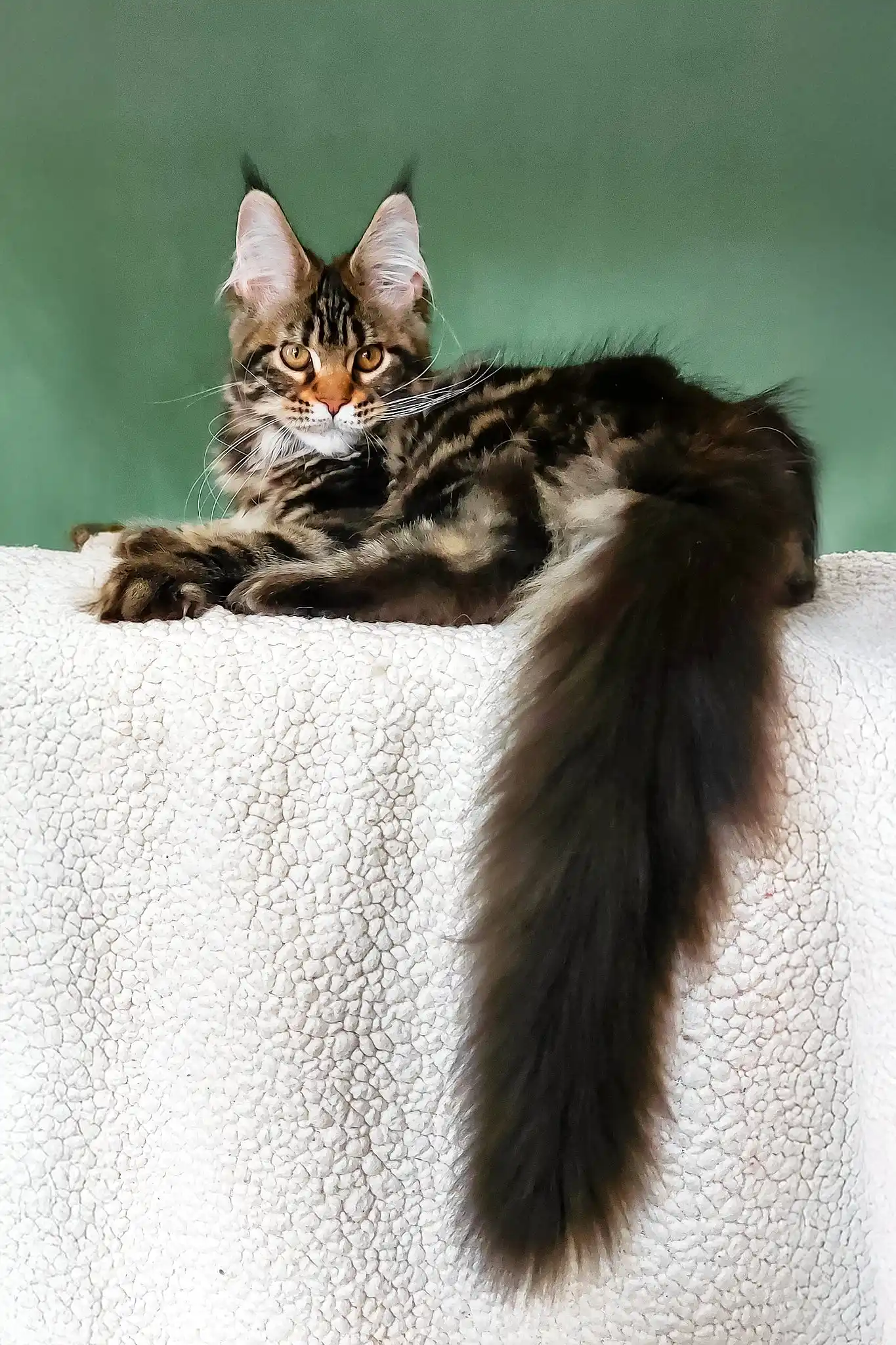 Uma | Maine Coon Kitten - Image 3