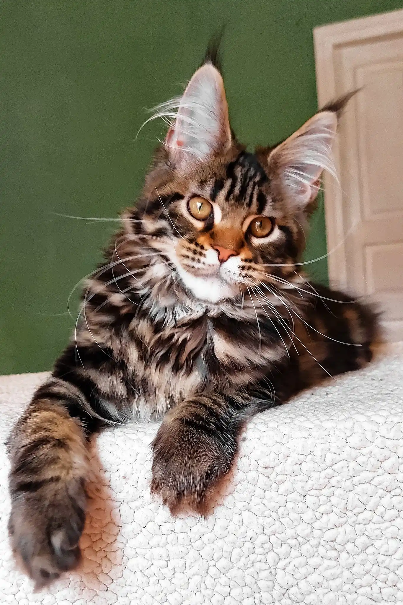 Uma | Maine Coon Kitten - Image 5