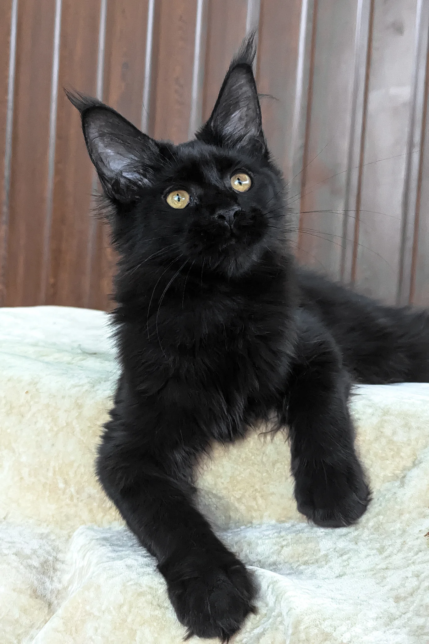 Una | Maine Coon Kitten - Image 3