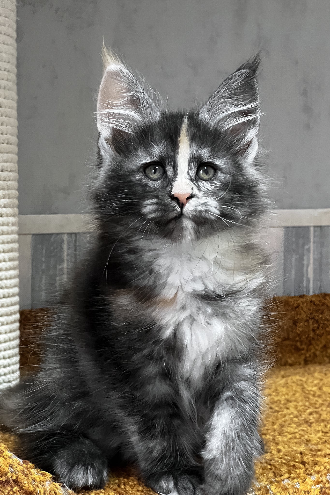 Una | Maine Coon Kitten - Image 5