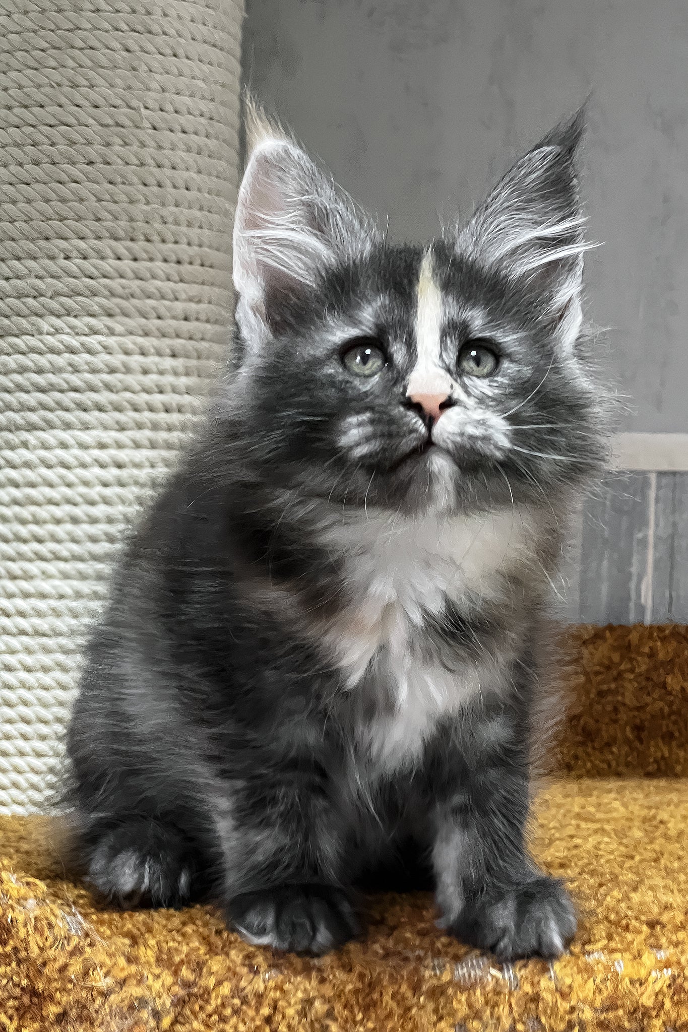 Una | Maine Coon Kitten - Image 6