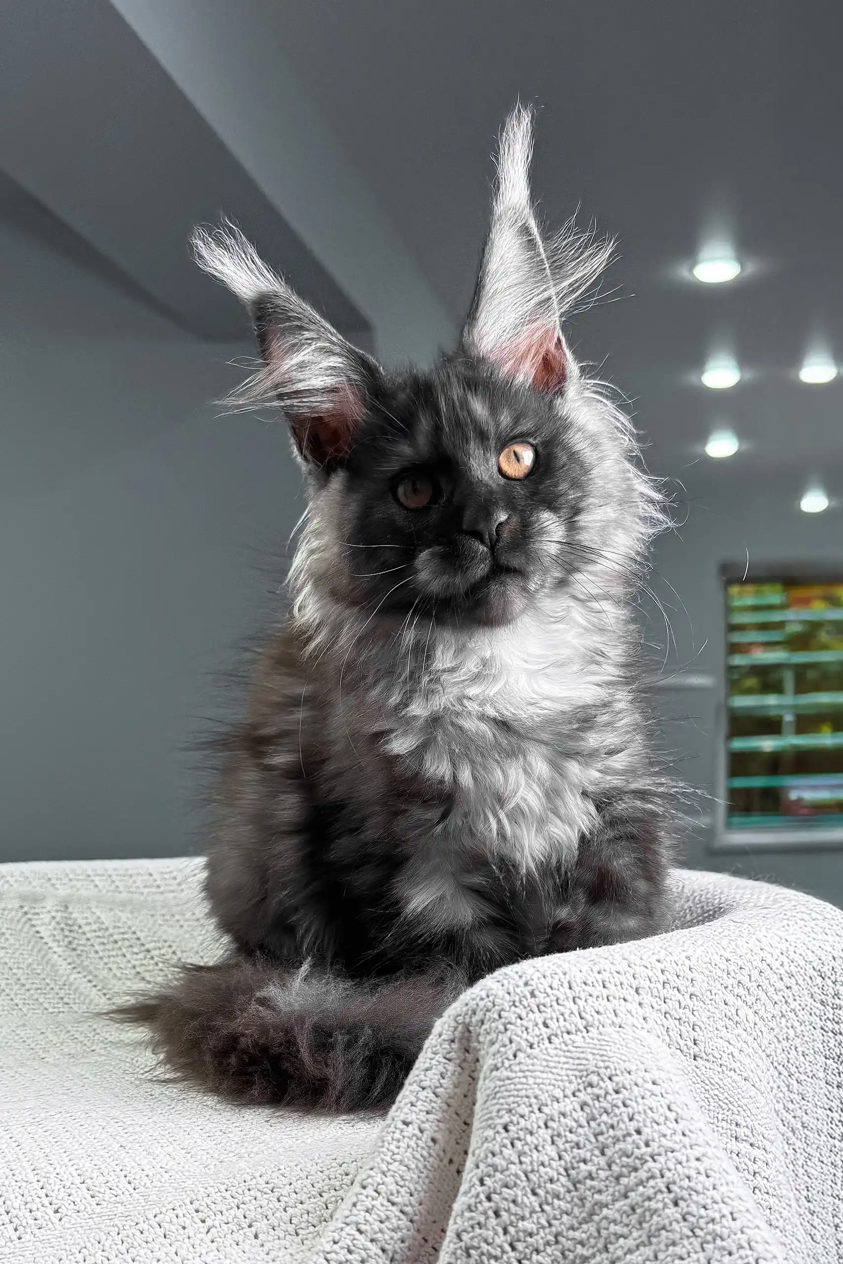 Unica | Maine Coon Kitten - Image 2