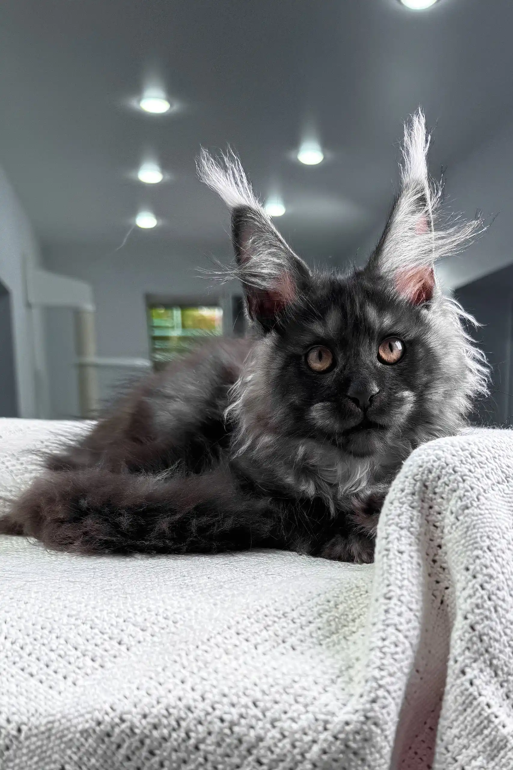 Unica | Maine Coon Kitten - Image 3