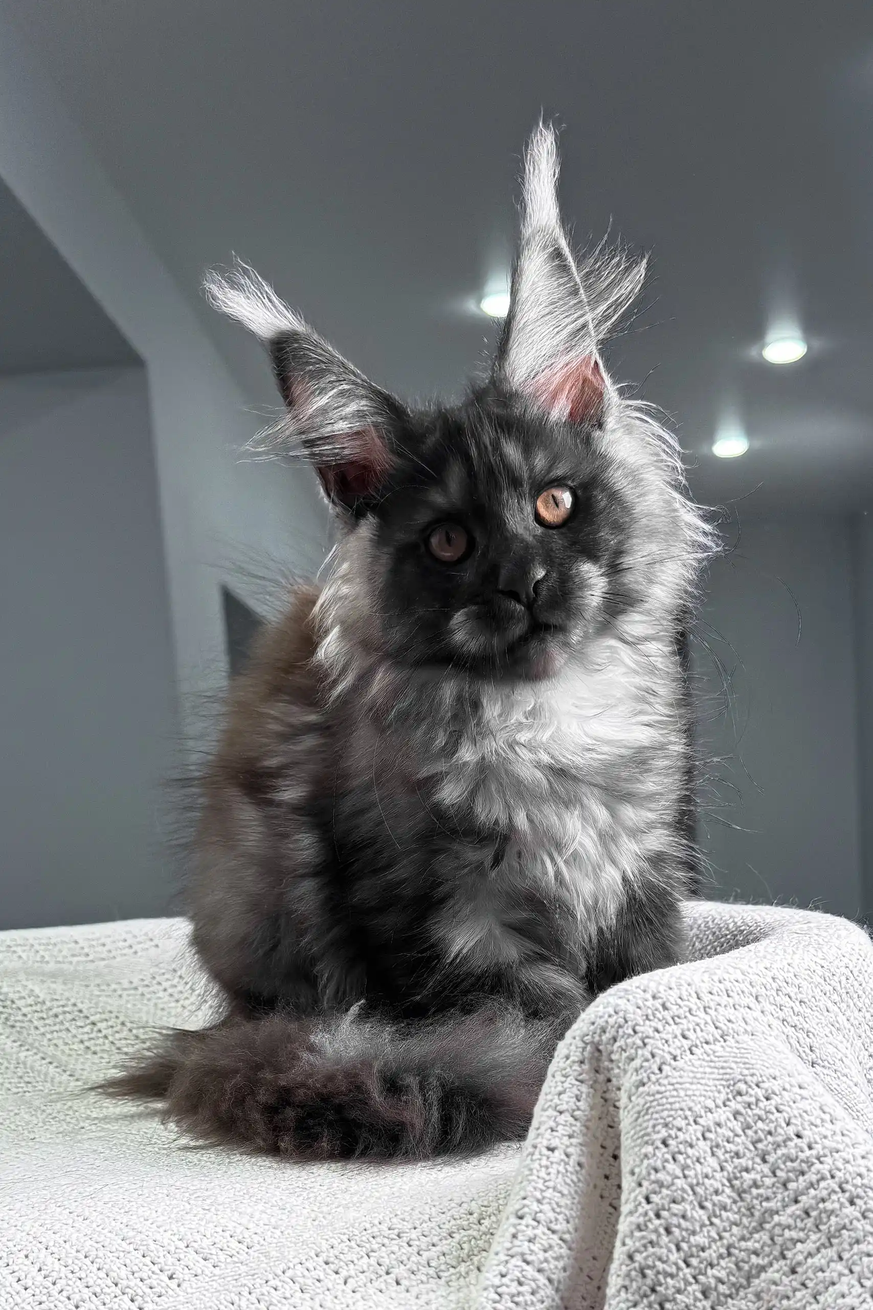 Unica | Maine Coon Kitten - Image 5